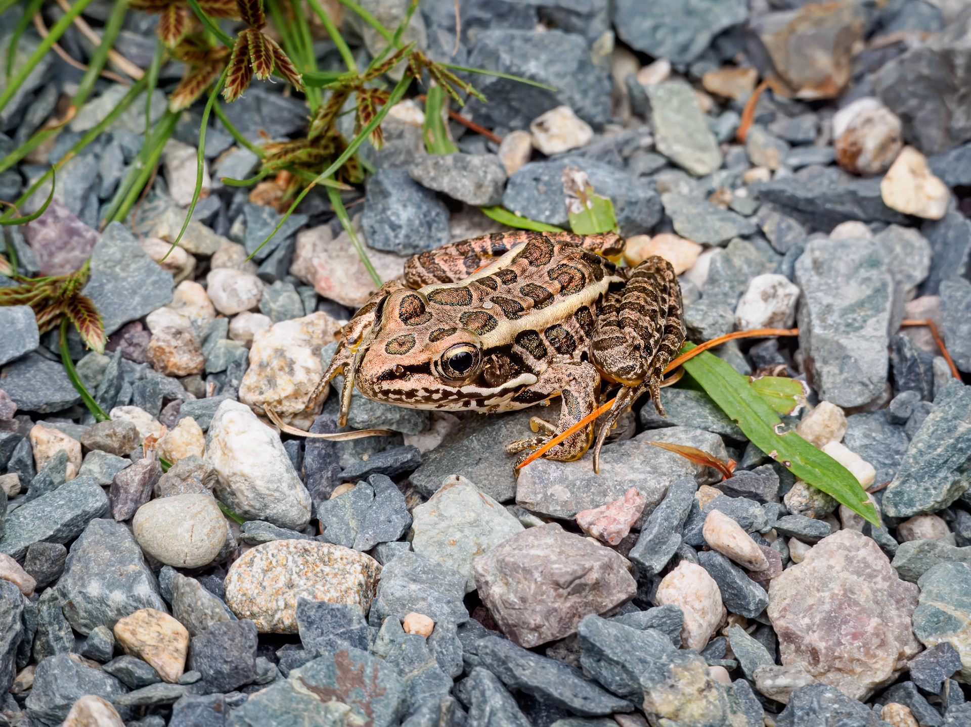240820-007 Pickerel Frog (Lithobates palustris)