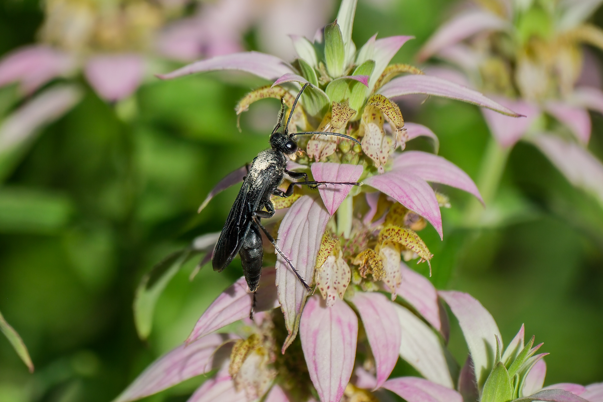 250801-458 Great Black Digger Wasp (Sphex pensylvanicus) atop Spotted Beebalm (Monarda punctata)
