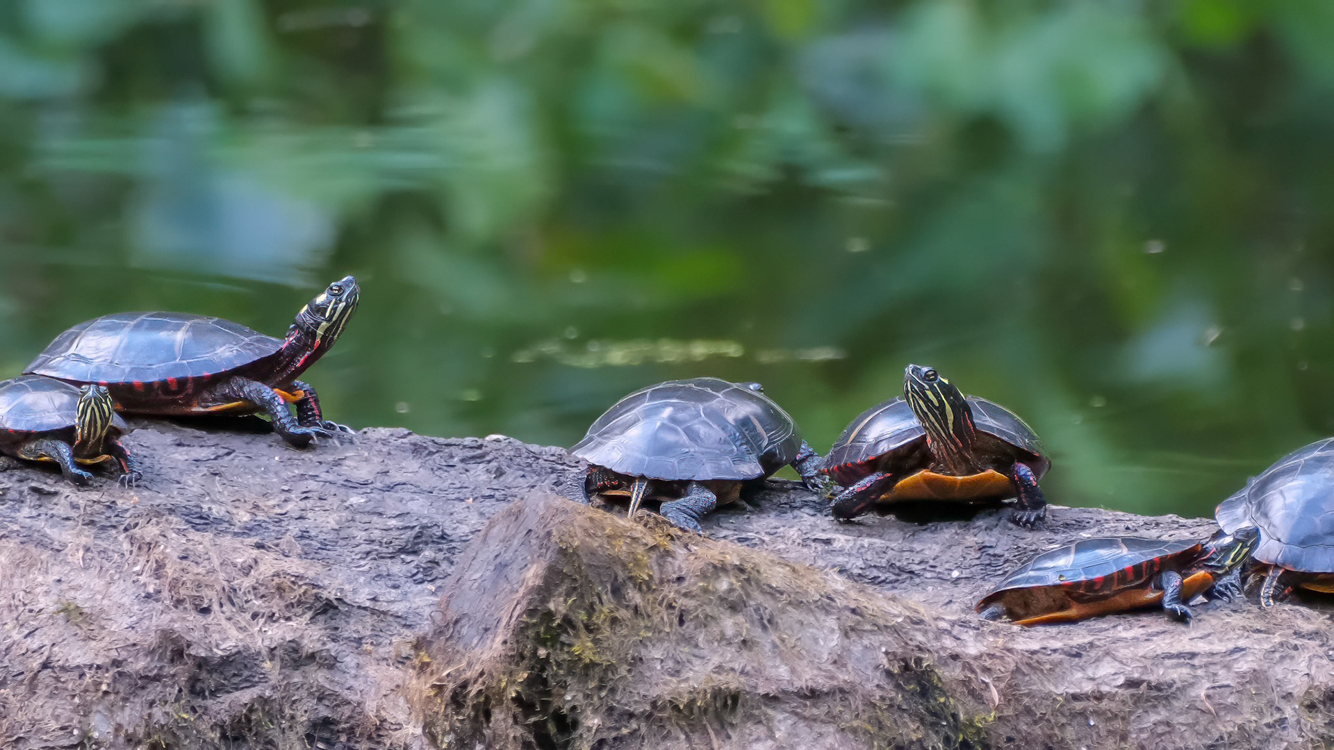 240924-920 Painted Turtles