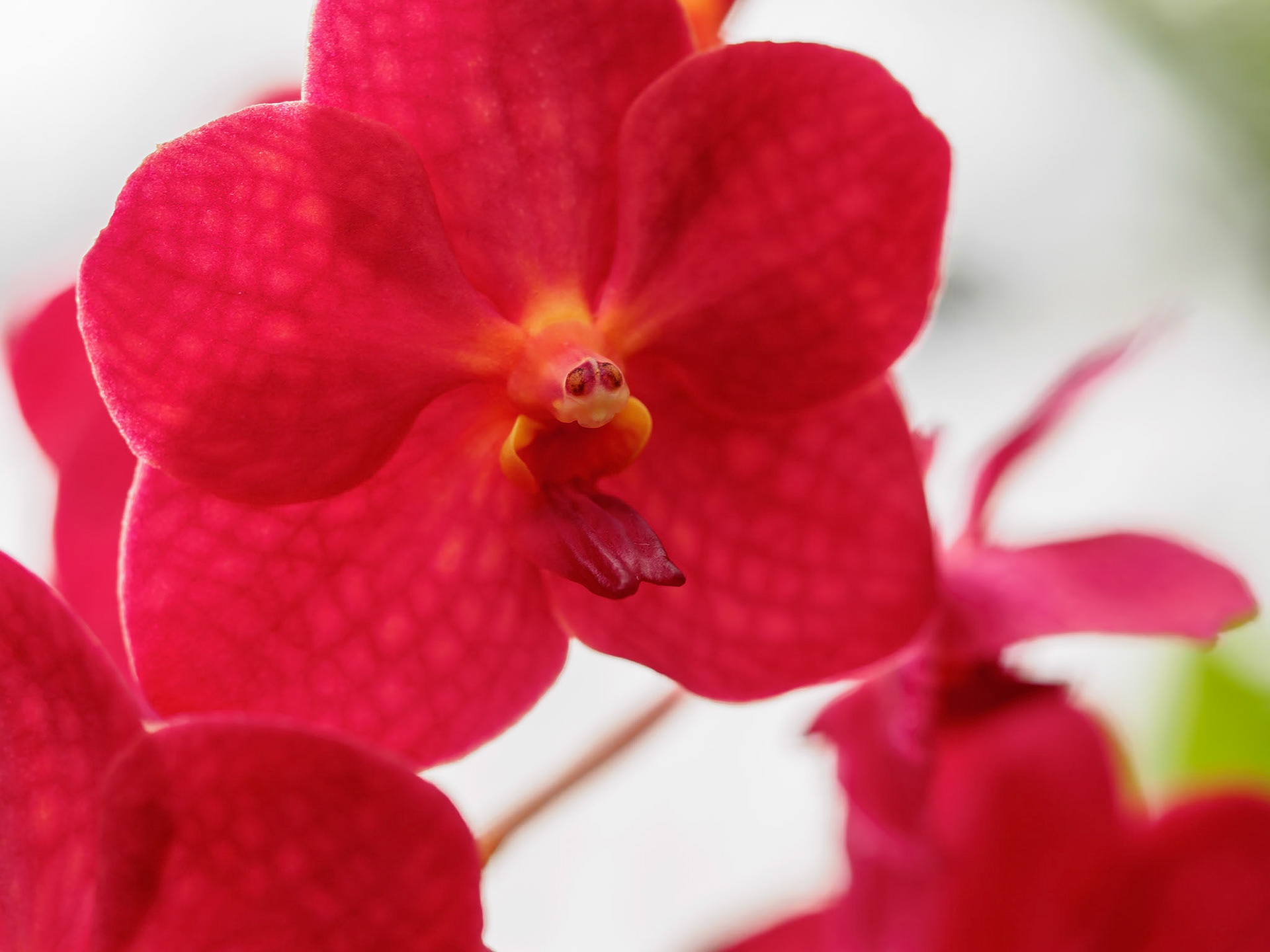 18712036 Little Skier