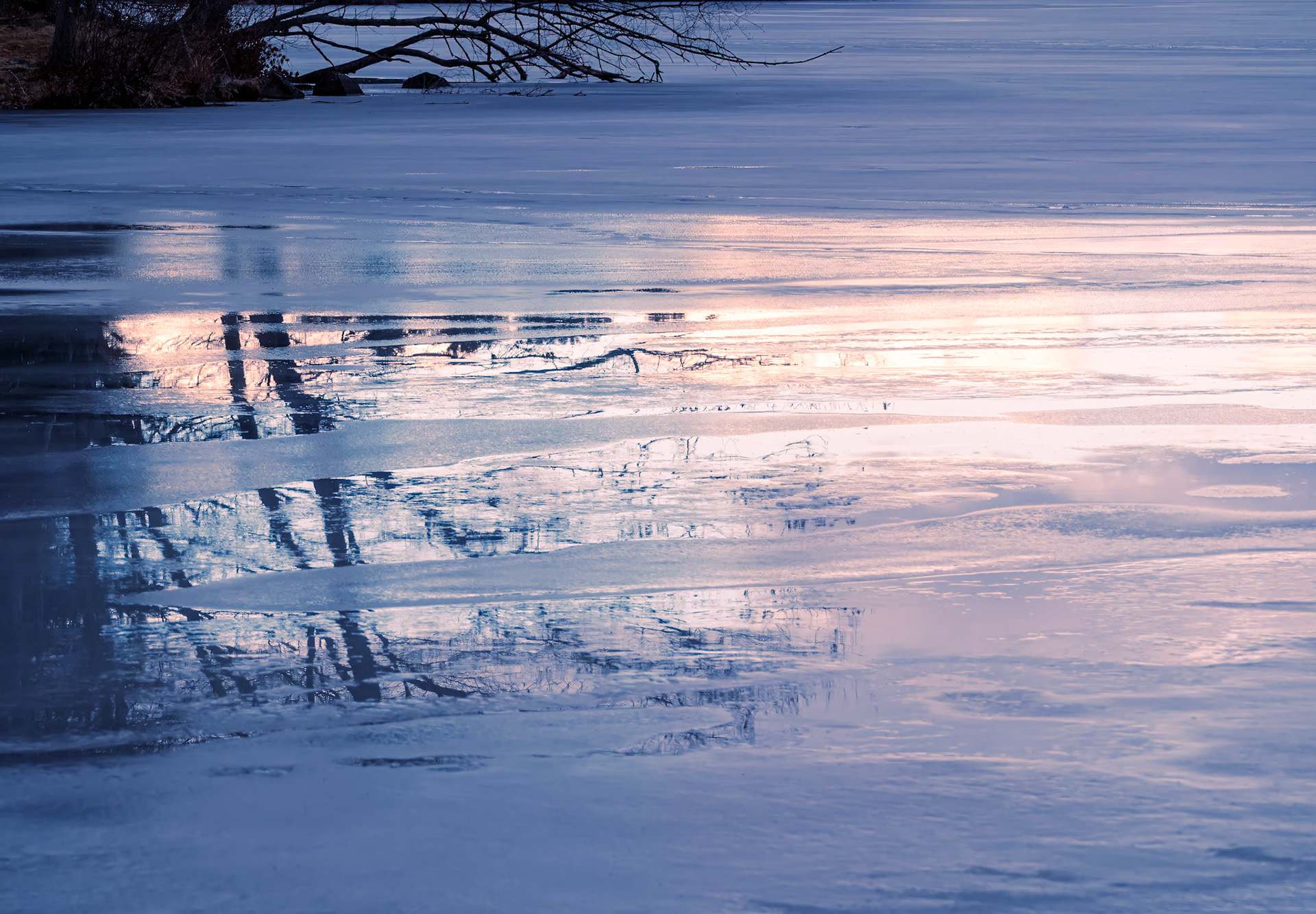 20126017 Tree Reveal