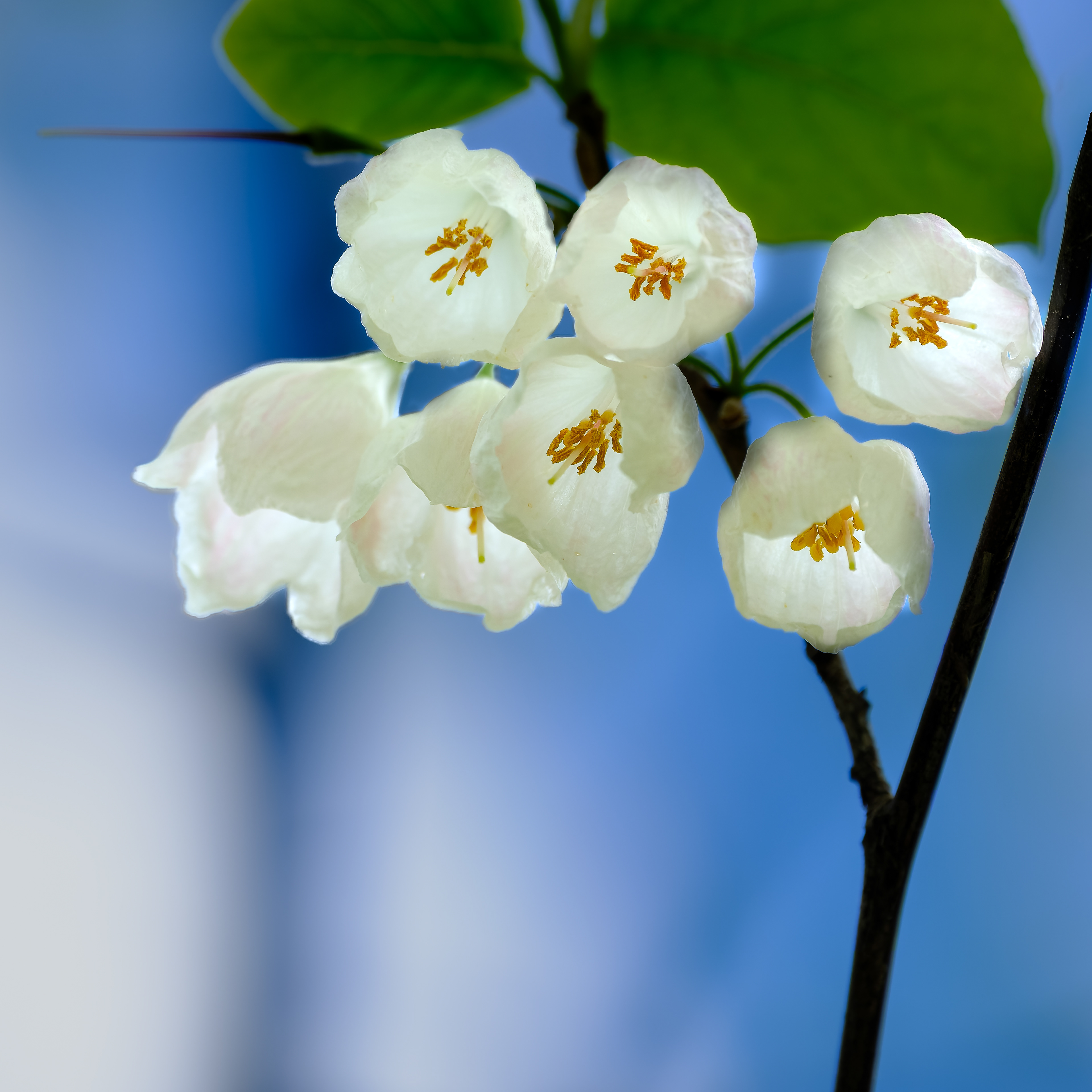 260512-435 Carolina Silverbell (Halesia carolina)