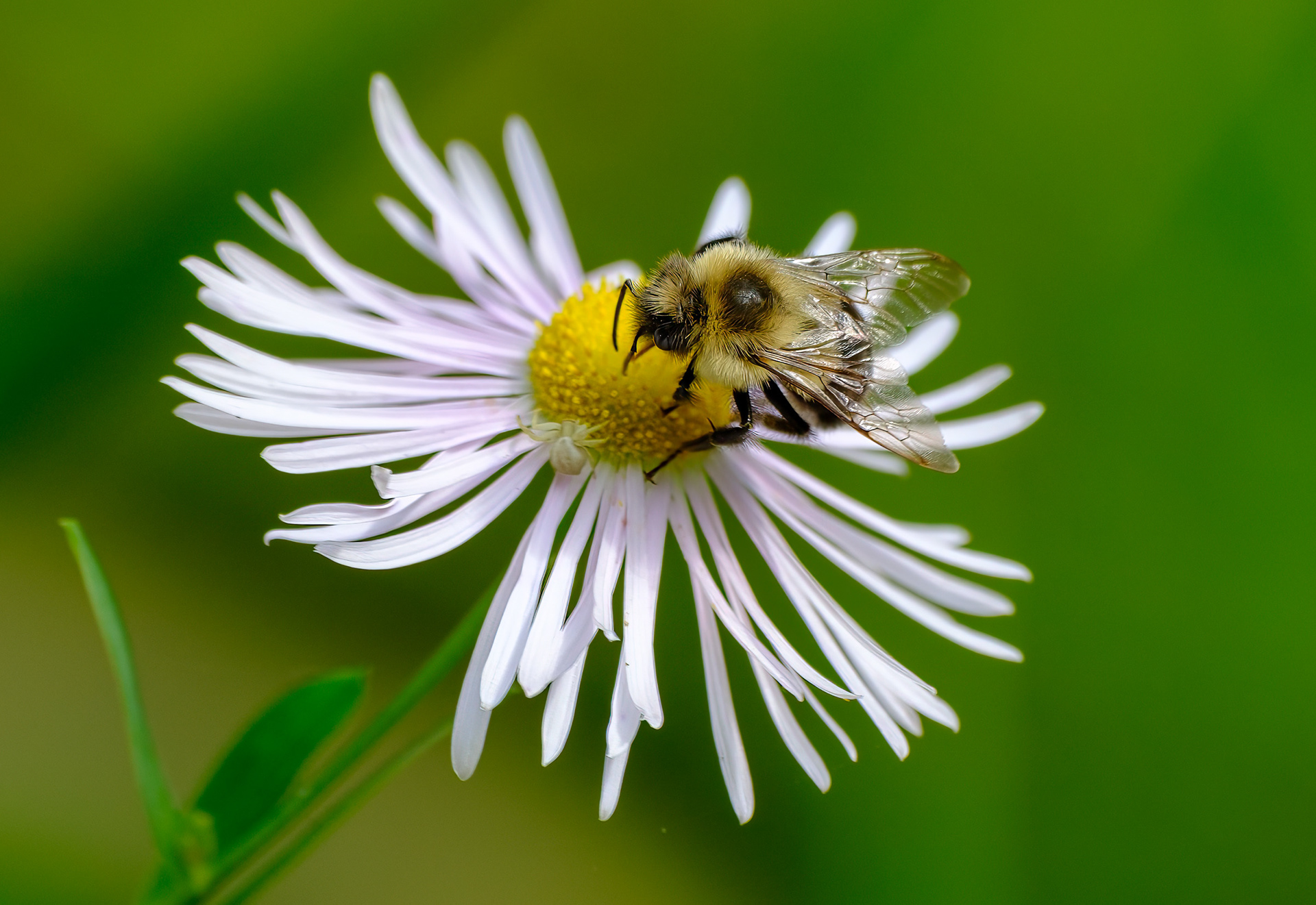 250923-922 Common Eastern Bumble Bee (Bombus impatiens) on Annual Fleabane (Erigeron annuus)