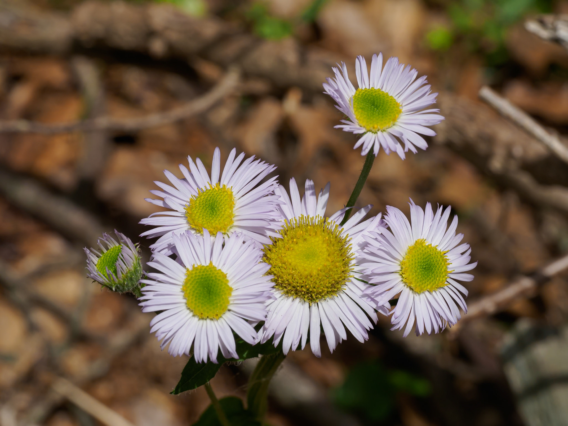 24525-005 Robin's Plantain Fleabane (Erigeron pulchellus)