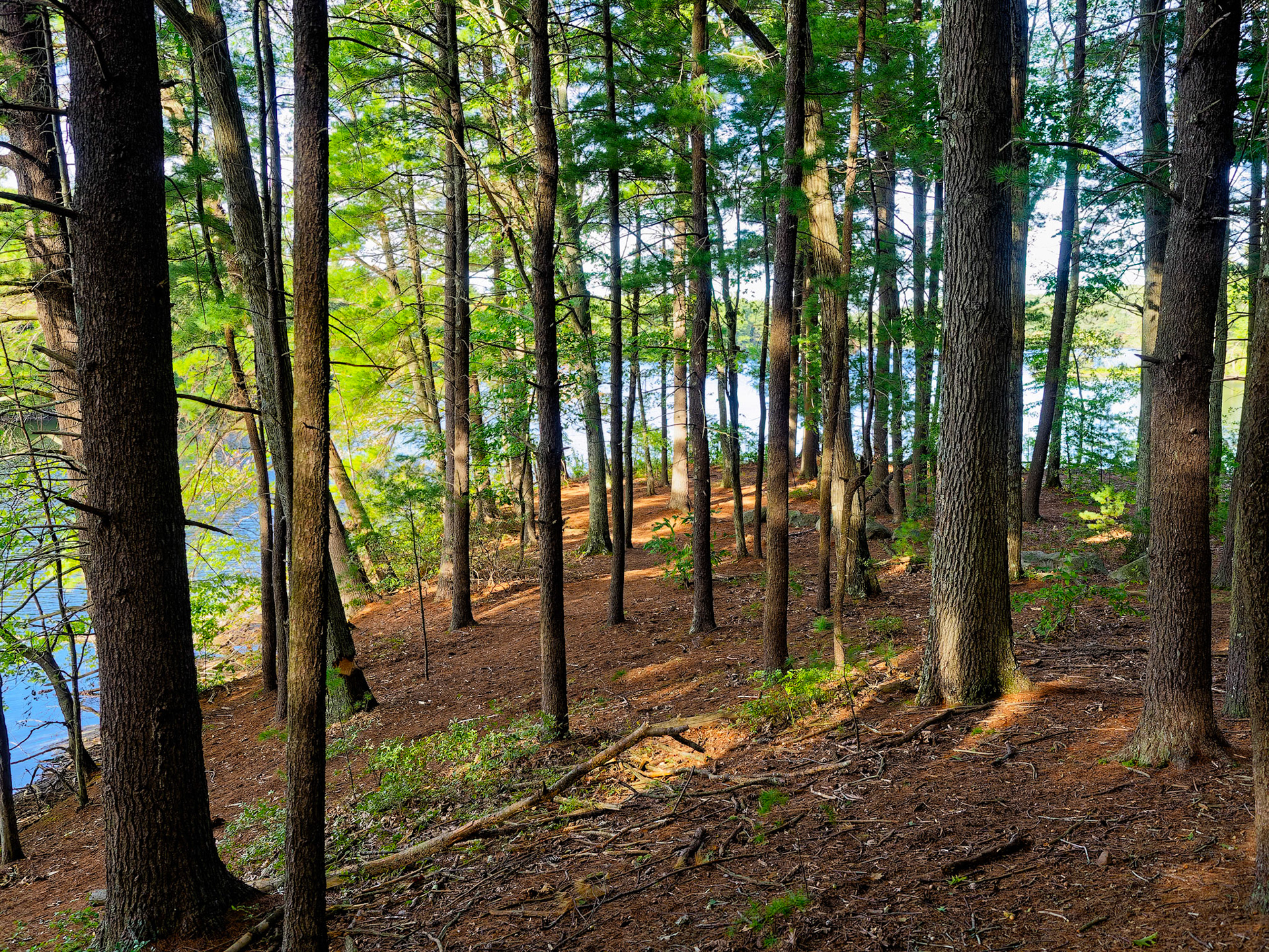 15926303 A Stand of Trees