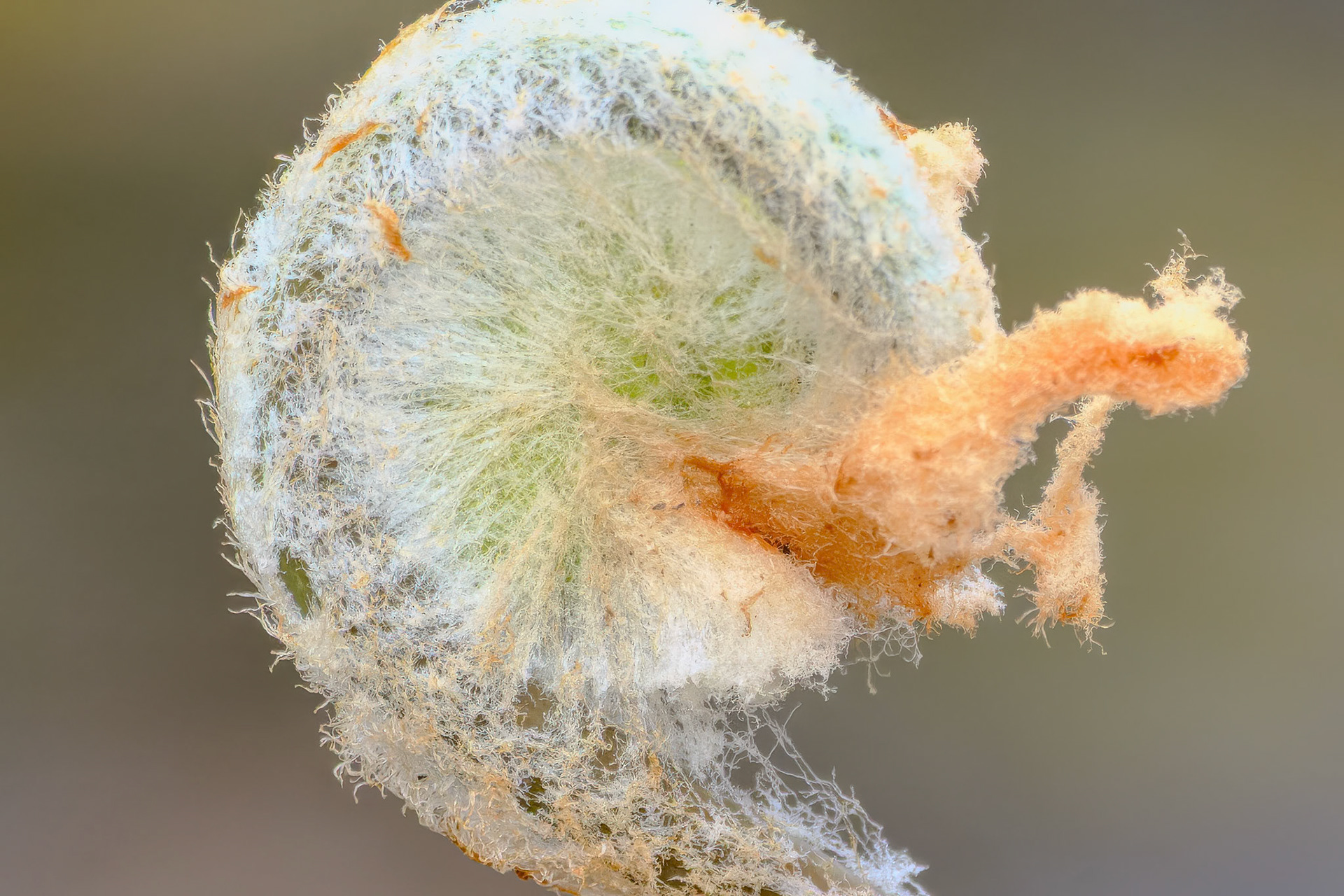 250427-780 Cinnamon Fern (Osmundastrum cinnamomeum)