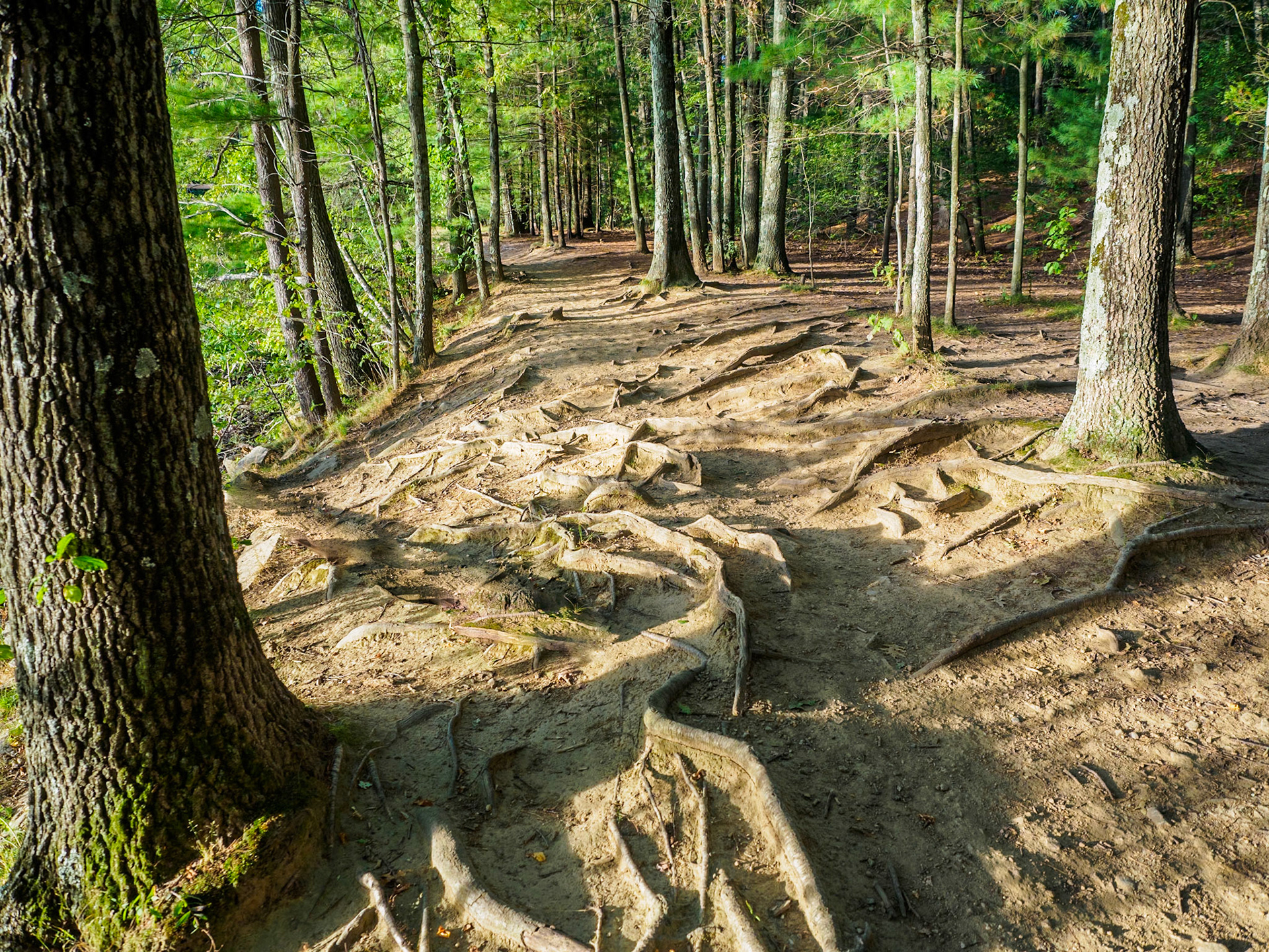 15926414 Don't Trip on the Roots