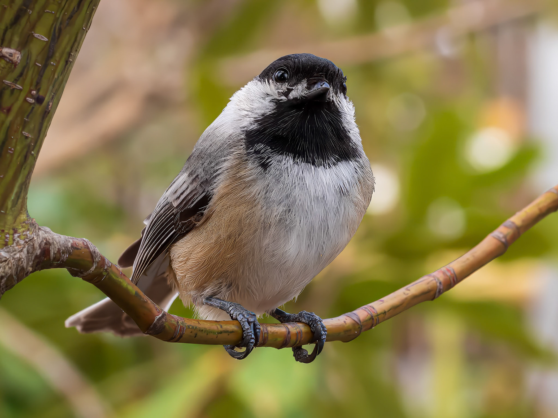 24413-026 Black-capped Chicadee
