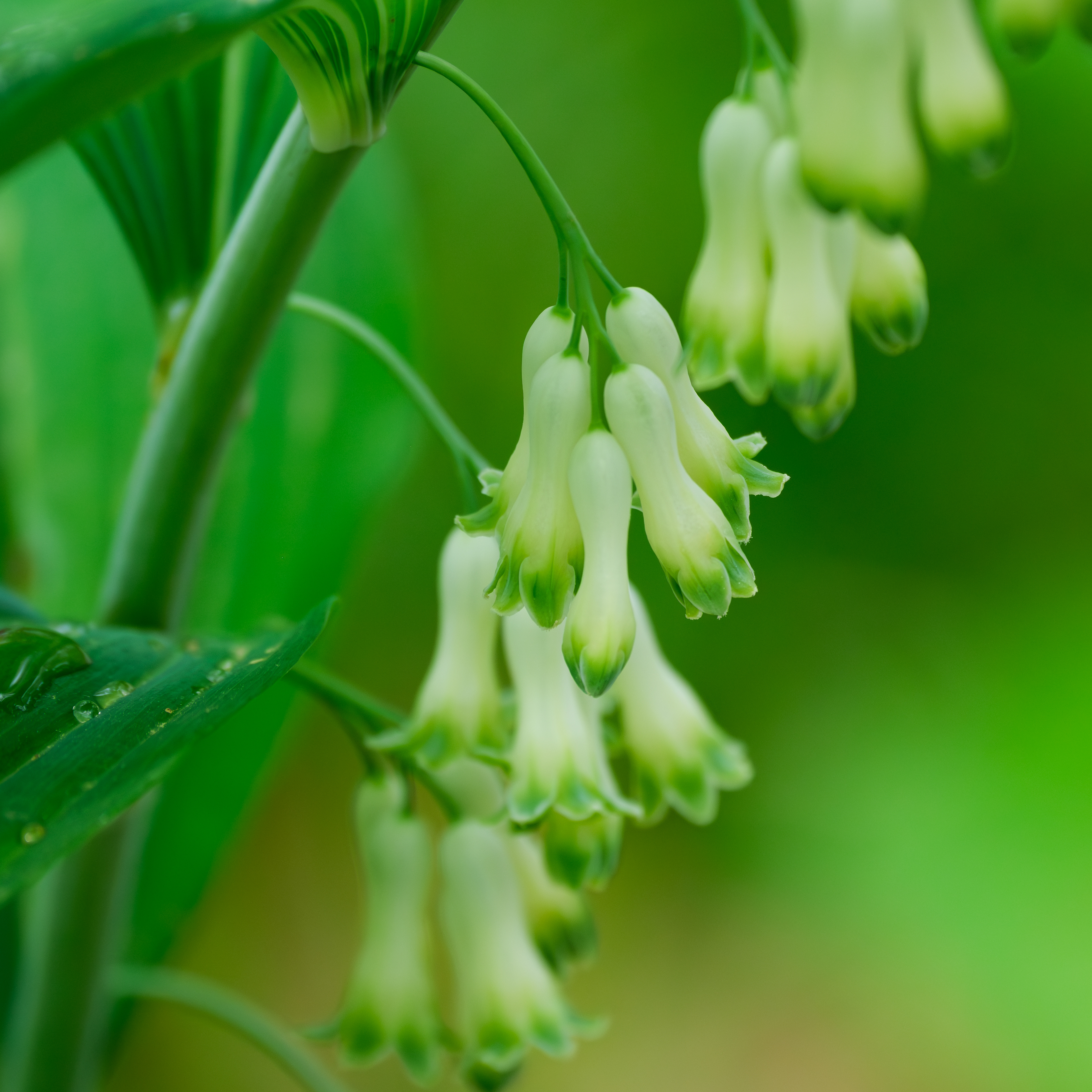 250504-205 Eurasian Solomon's Seal (Polygonatum multiflorum)