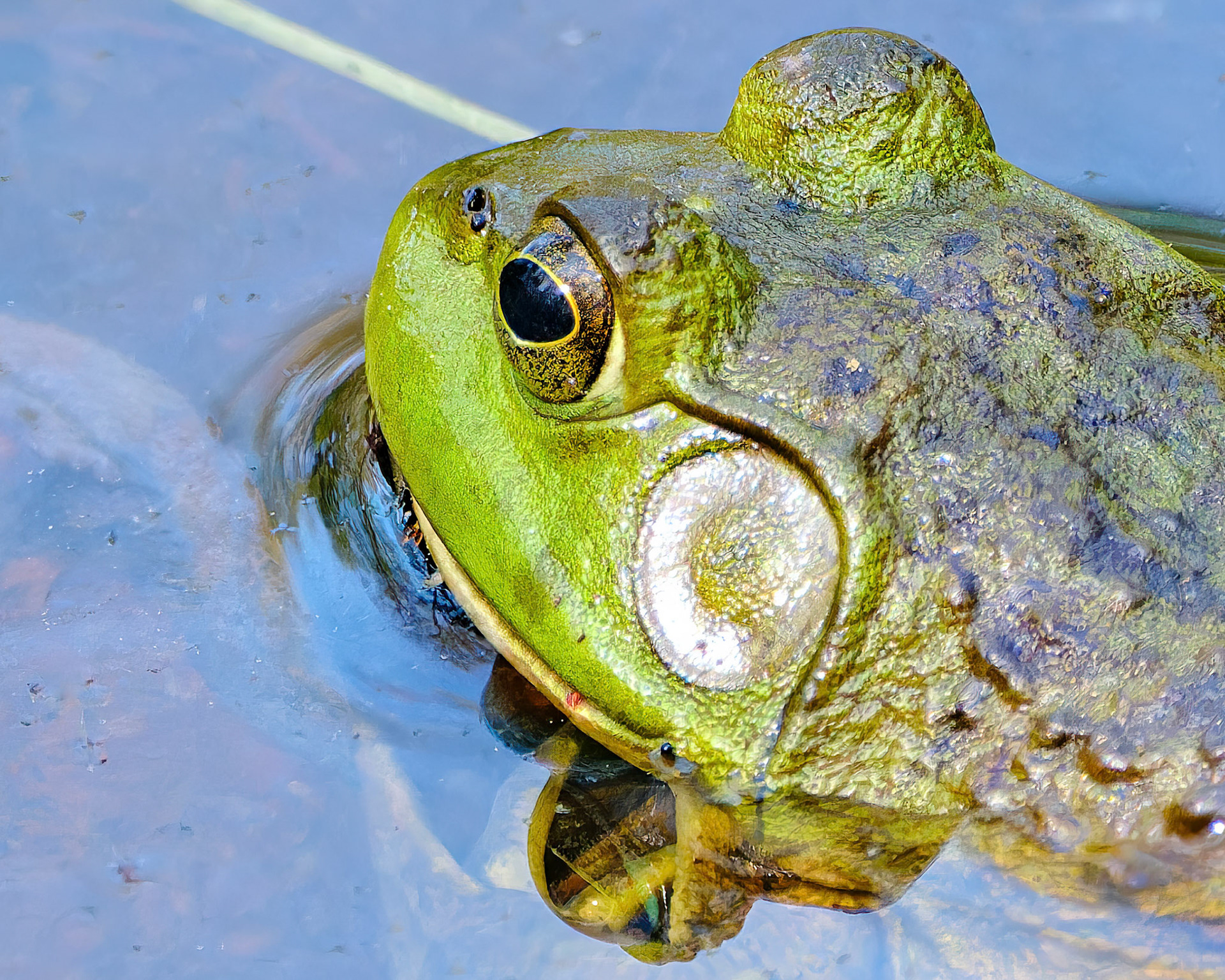 250429-834 American Bullfrog (Lithobates catesbeianus)
