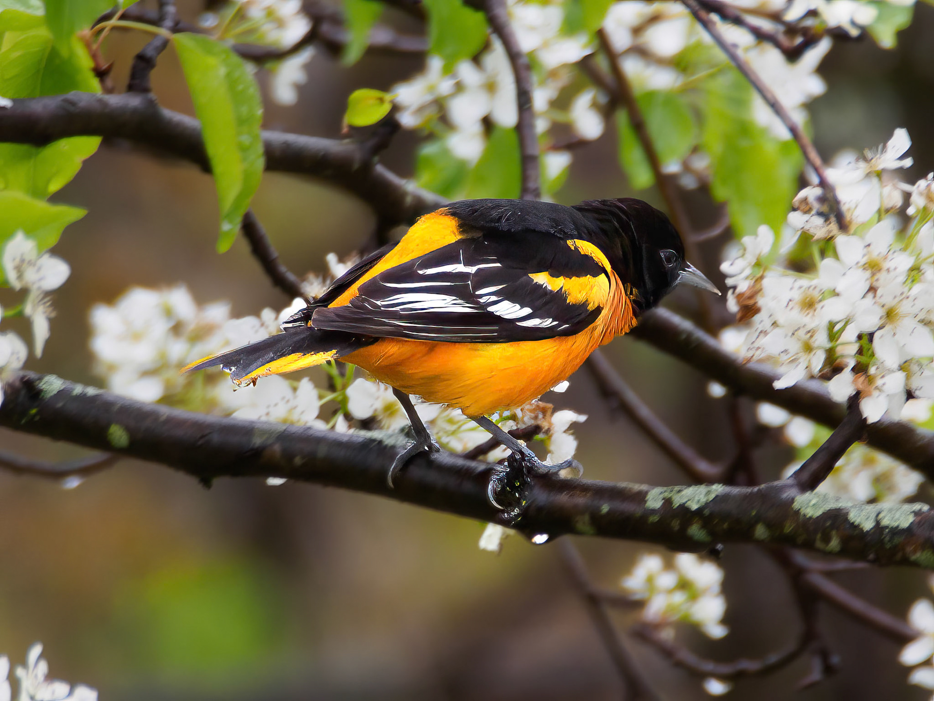 24501-028 Baltimore Oriole