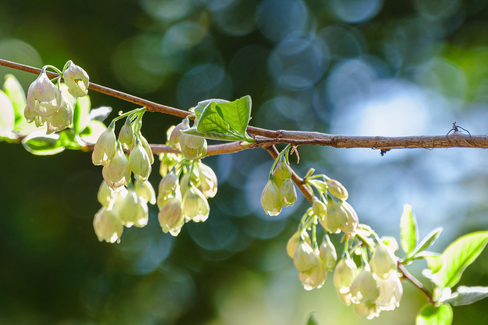 250429-822 Carolina Silverbell (Halesia carolina)