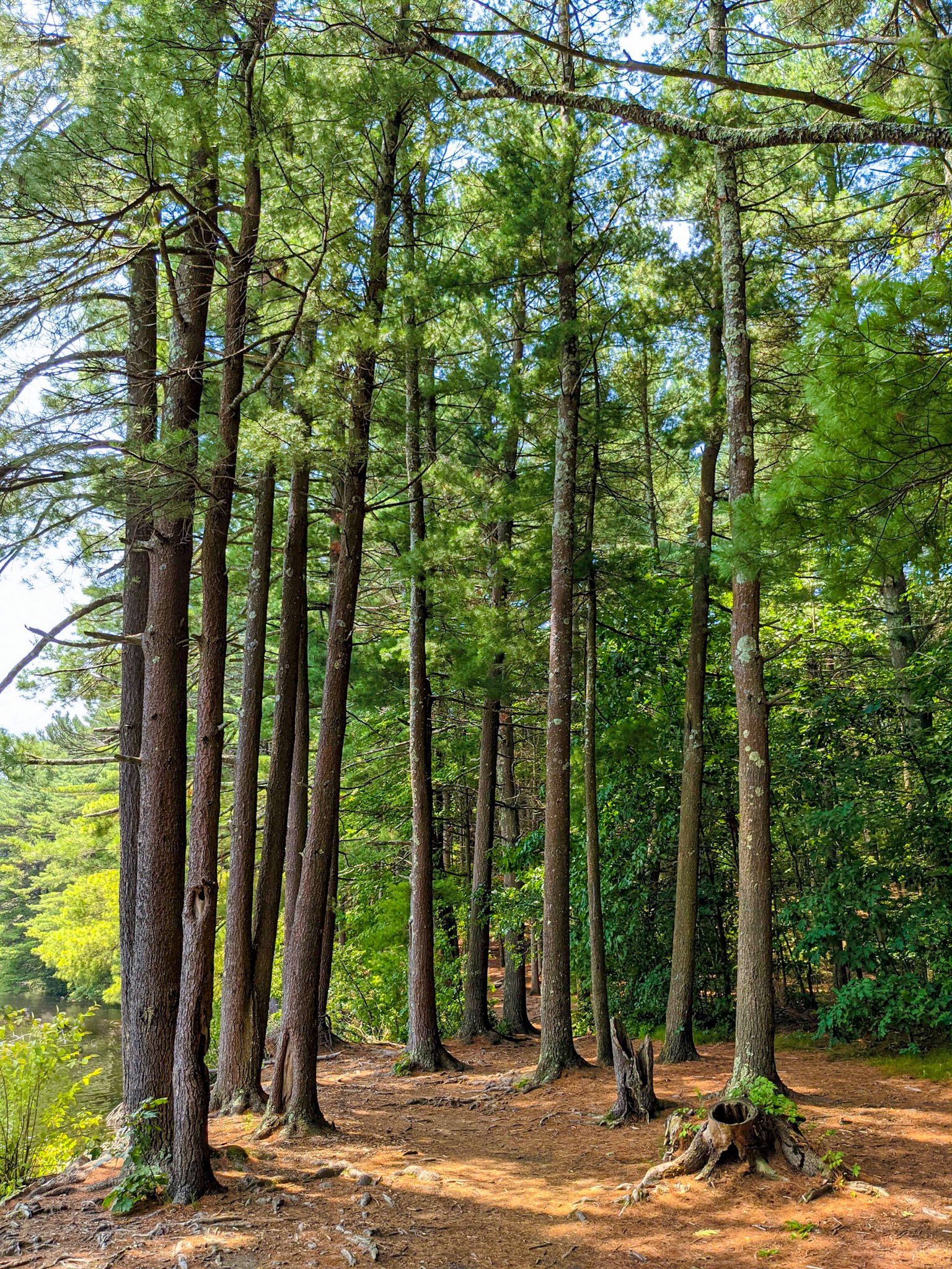 20210716_582 Trees Show the Way