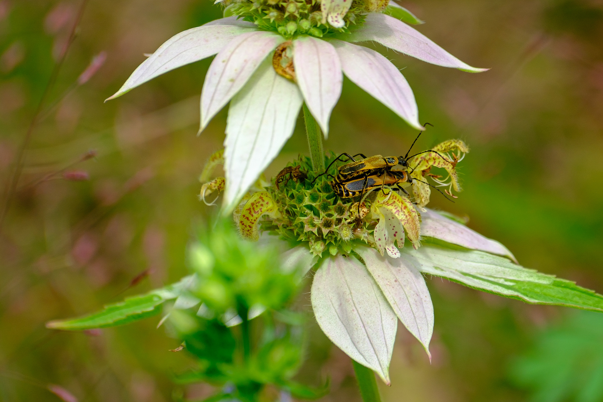 250814-583 Goldenrod Soldier Beetle (Chauliognathus pensylvanicus) on Spotted Horsemint (Monarda punctata)