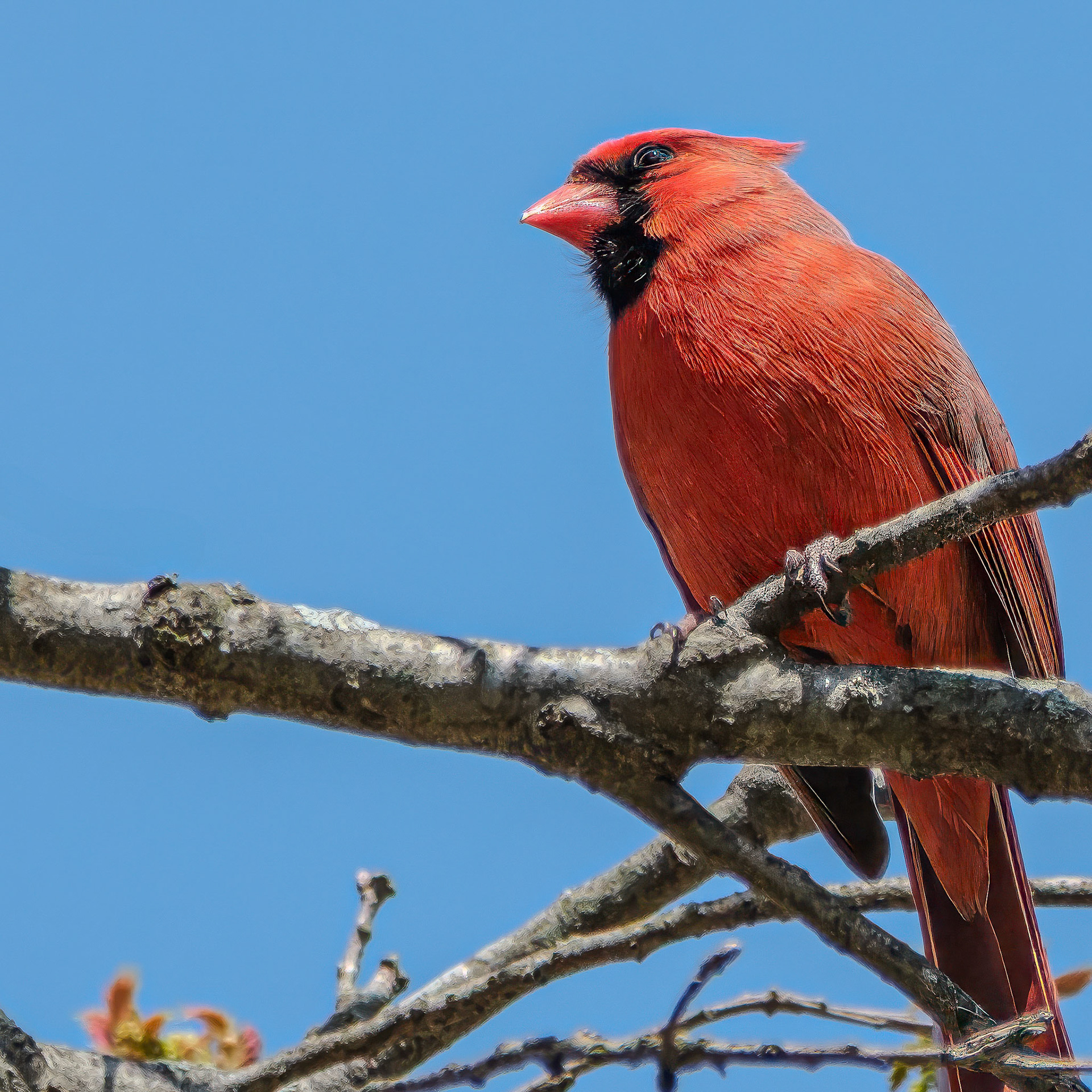 250421-536 Northern Cardinal (Cardinalis cardinalis)