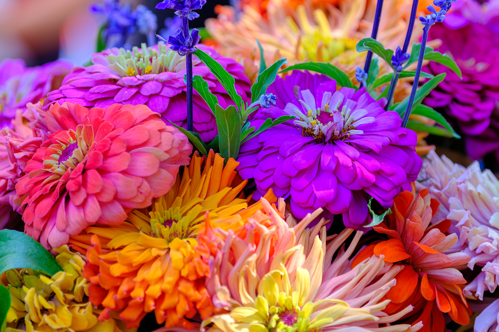 250830-723 Upswing Farm Bouquet 6