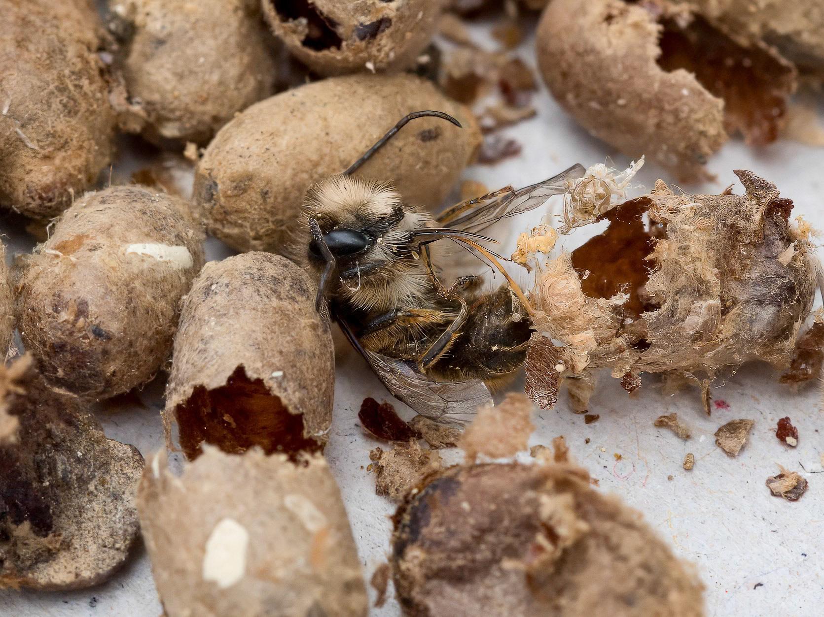 24428-016 Deceased Mason Bee with Silk Cocoons