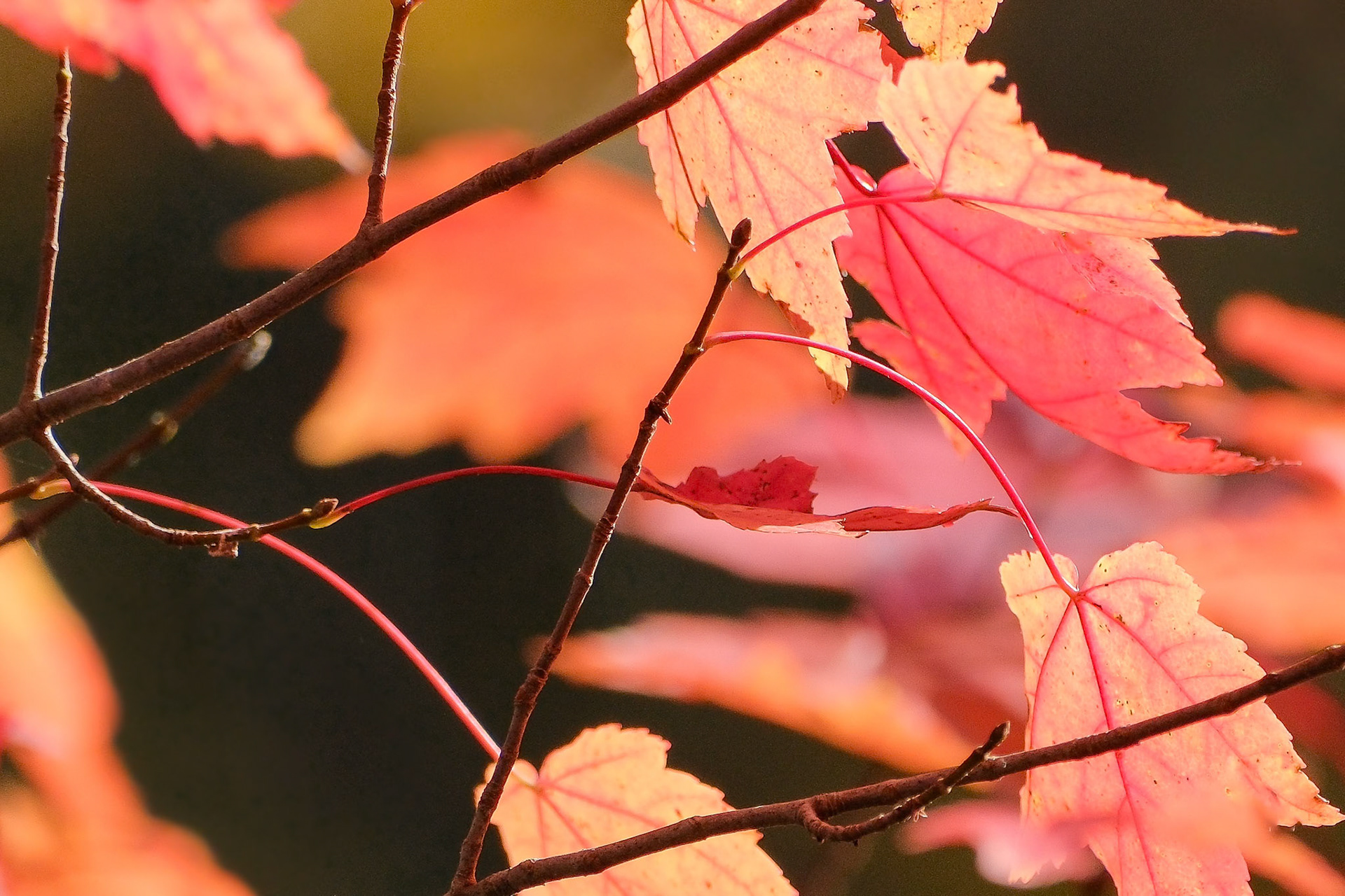 241023-412 Red Maple (Acer rubrum)