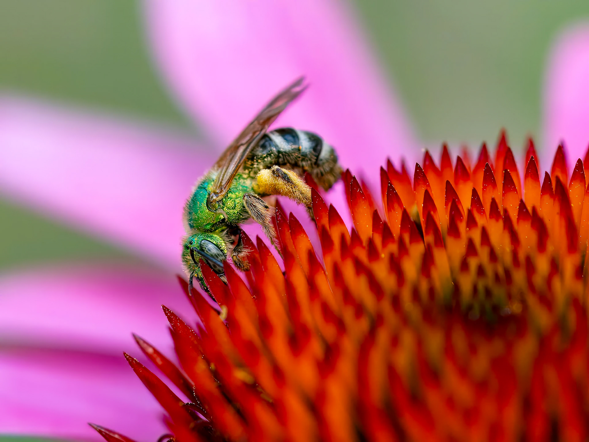 17717004 Martian Bee