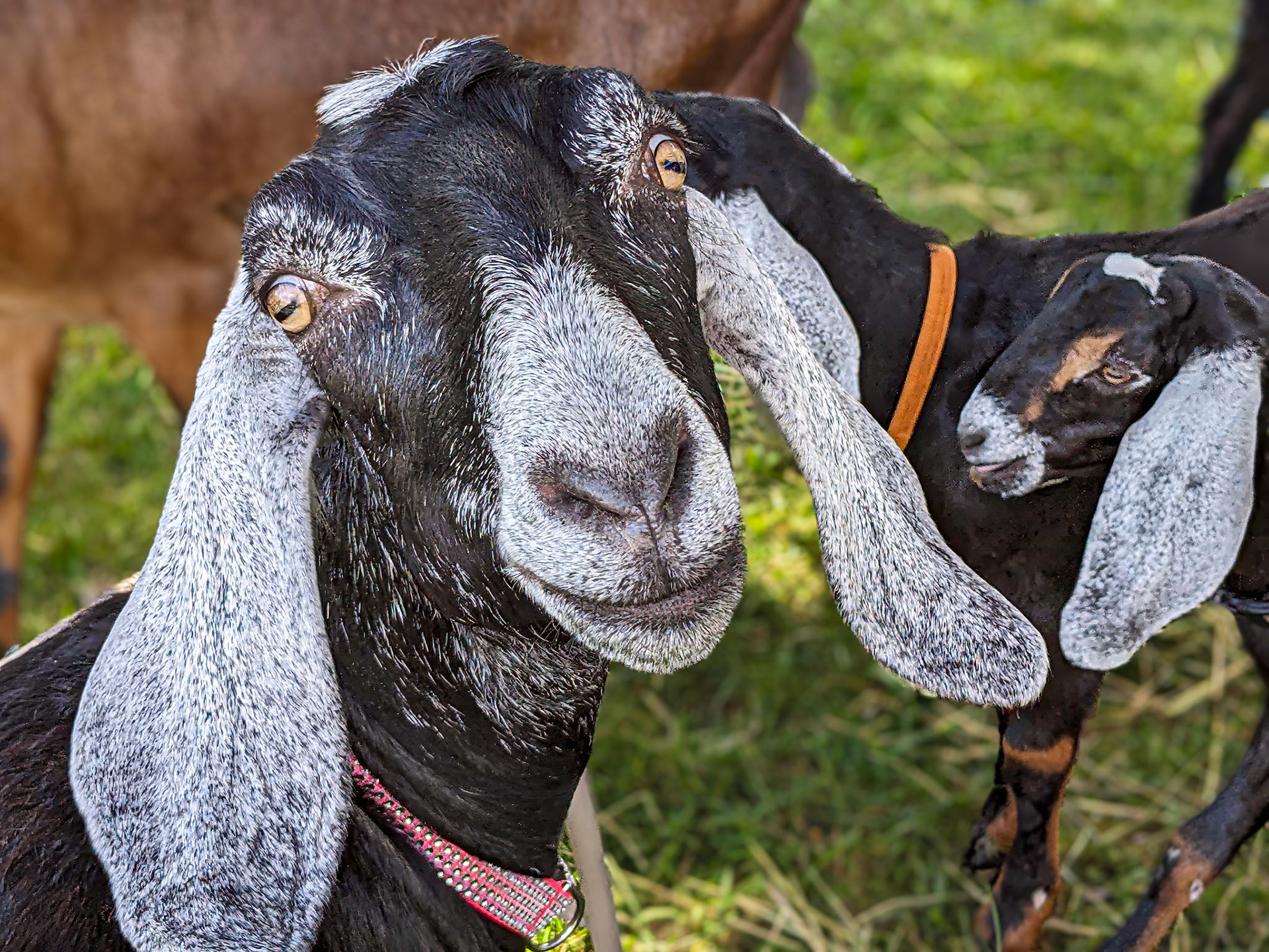 PXL_20230722_143309557 Goats