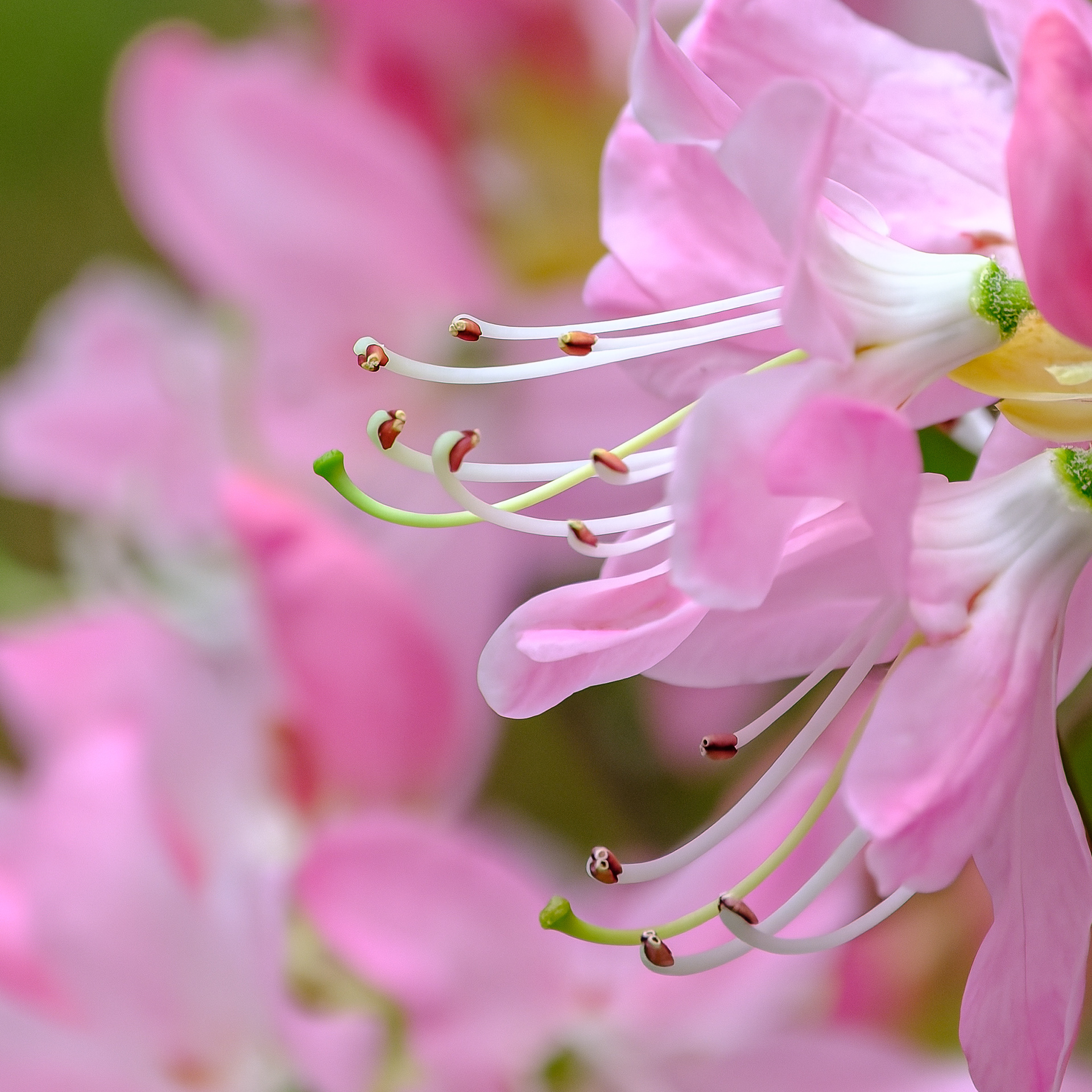 260506-410 Pinkshell Azalea (Rhododendron vaseyi)
