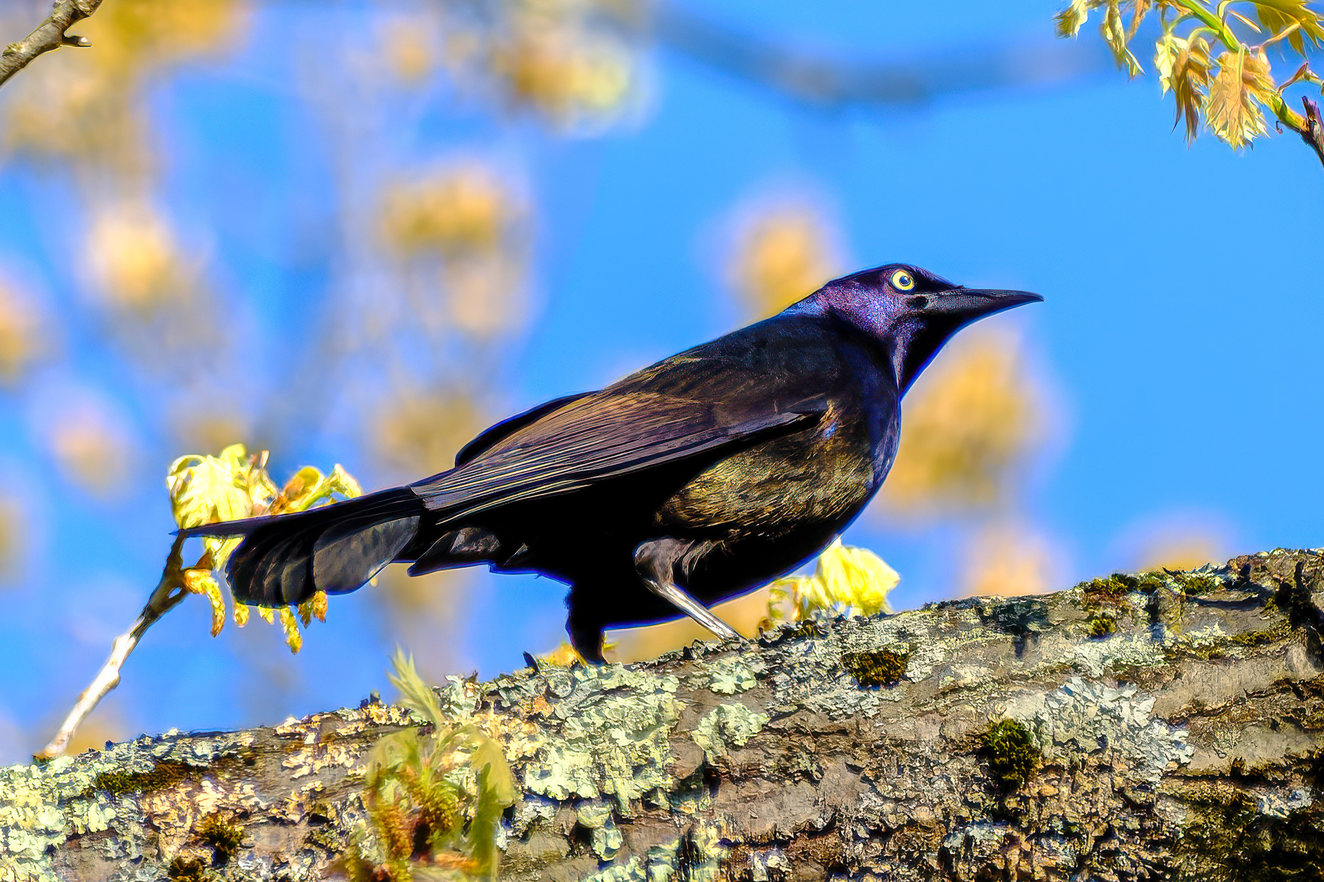 260426-172 Common Grackle (Quiscalus quiscula)
