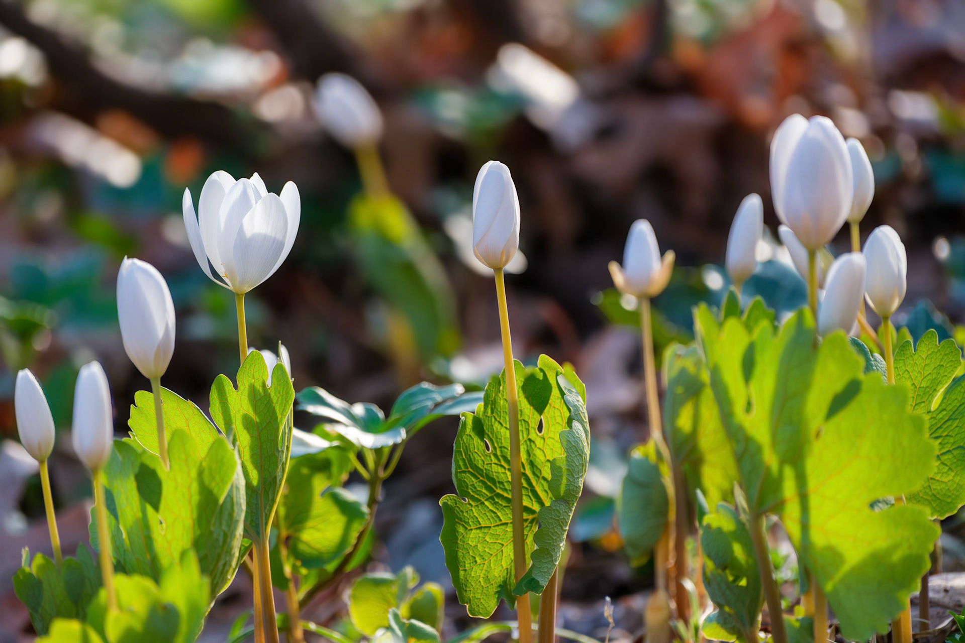 250420-307 Bloodroot (Sanguinaria canadensis)