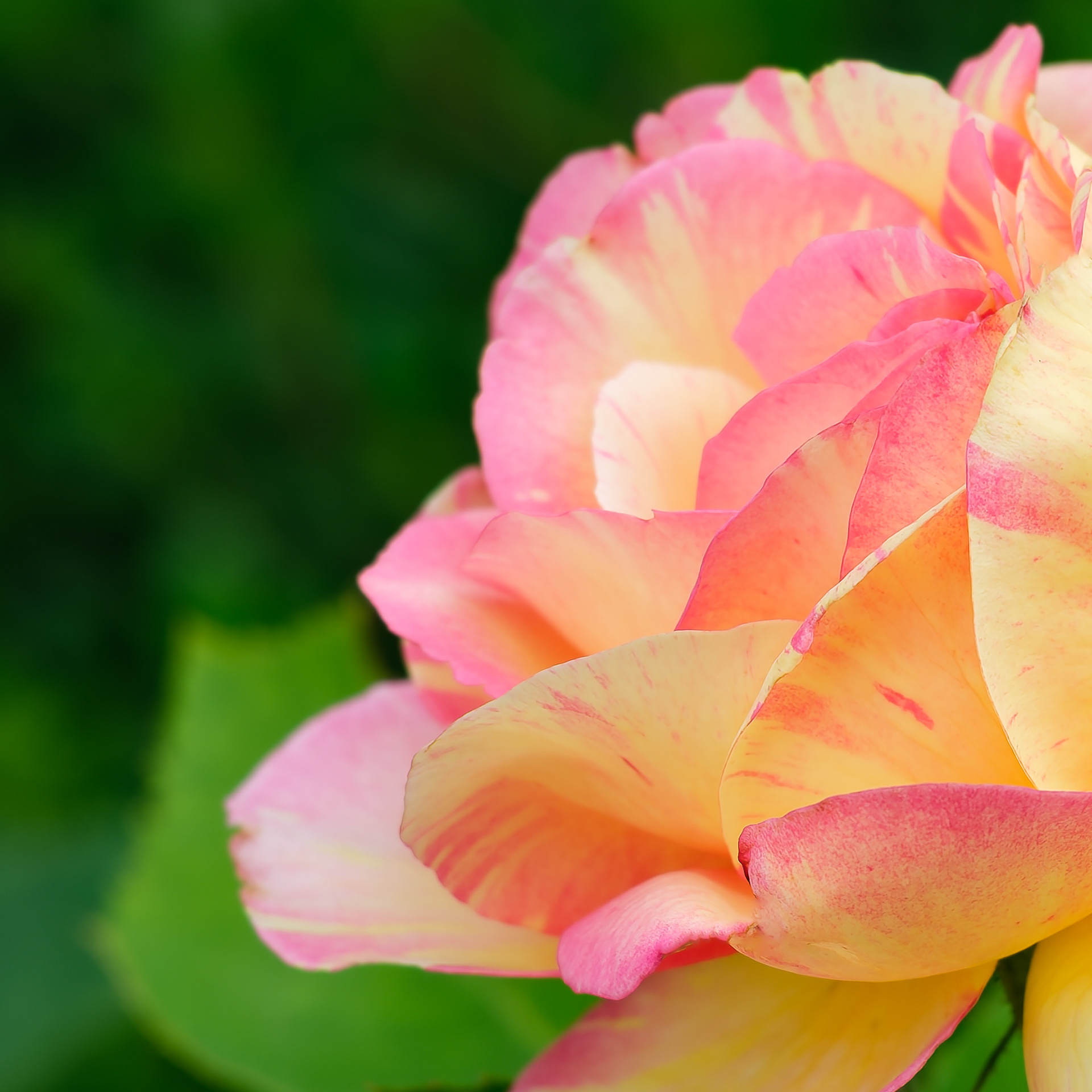 260618-623 Rose