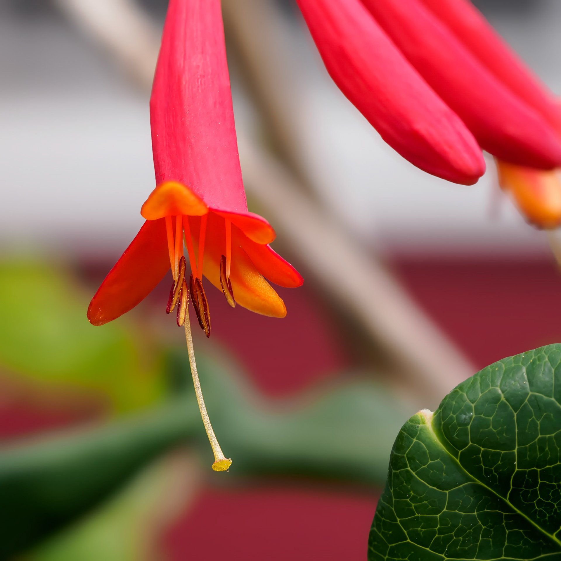 24617-012 Coral Honeysuckle