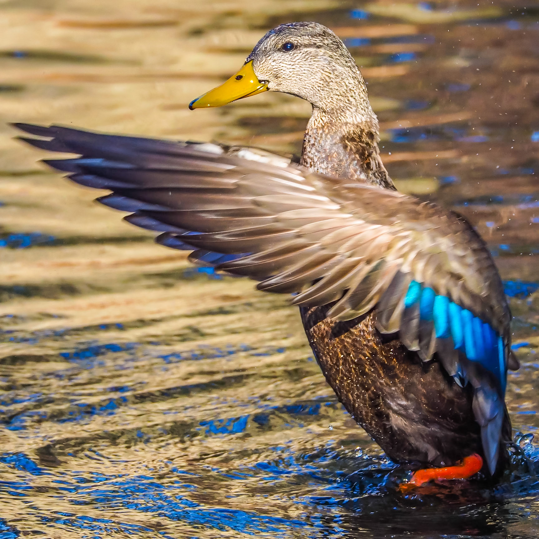 16130238 Color Spread