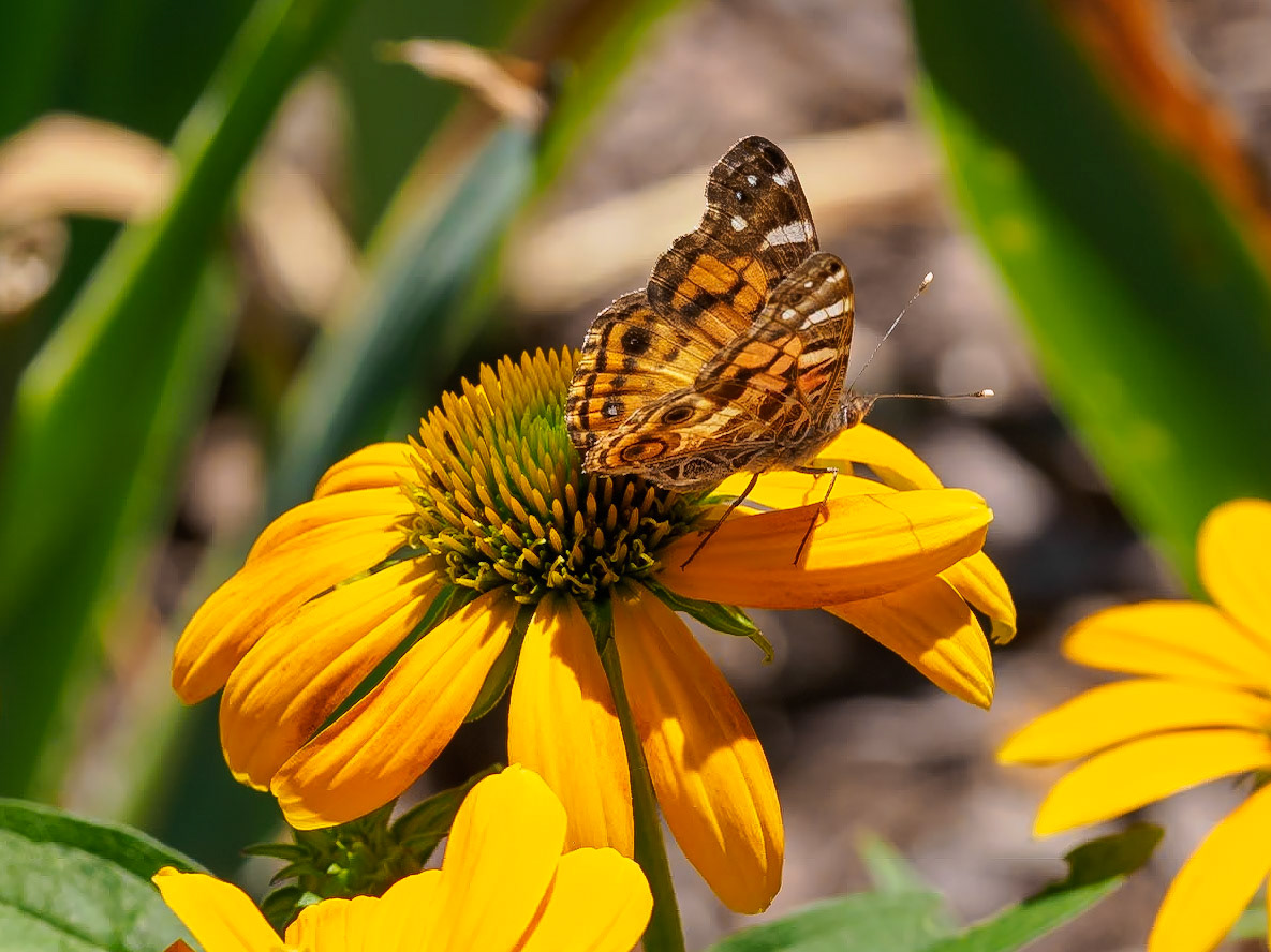 17709045 Winged Landing