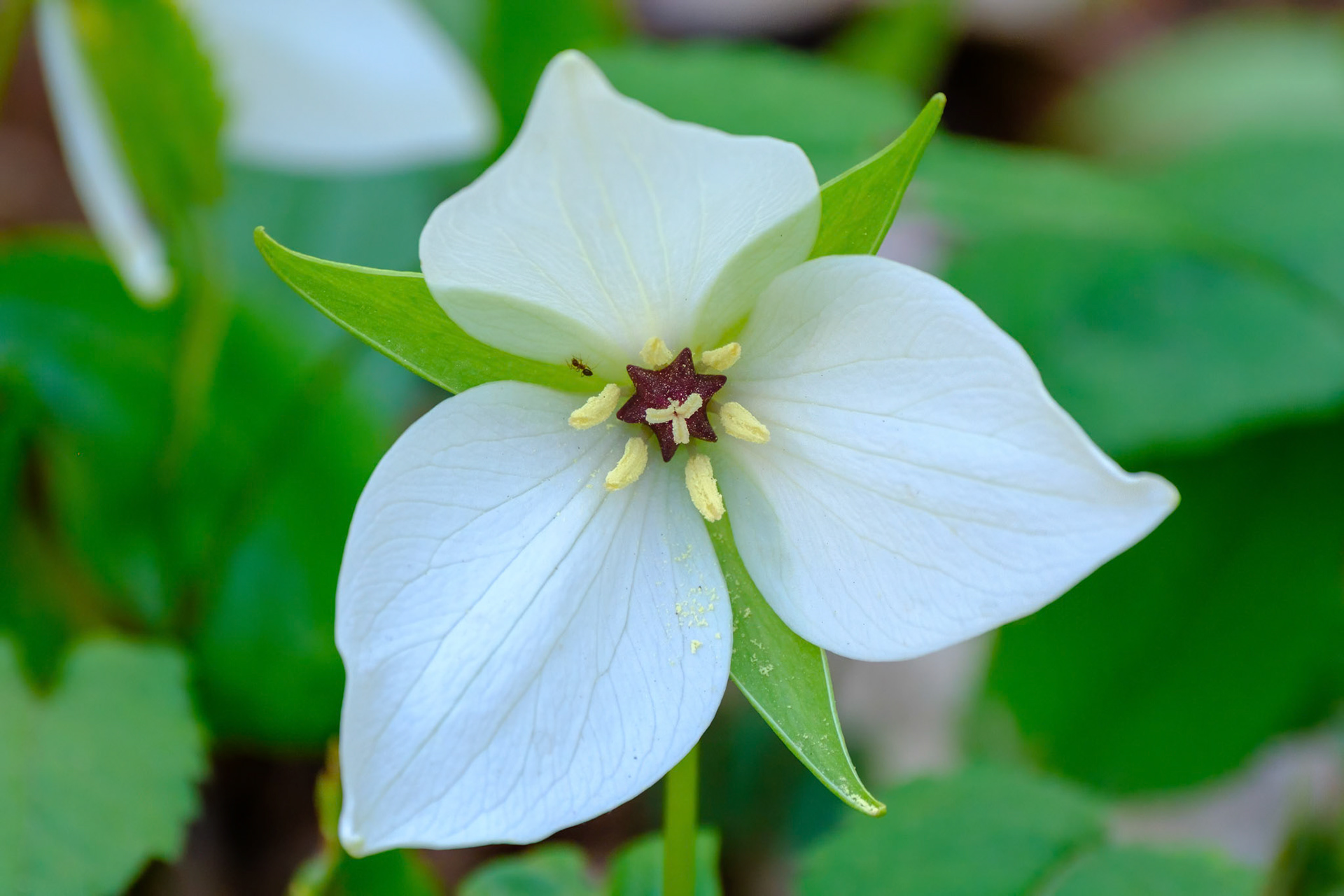 250430-960 Red Trillium (Trillium erectum)