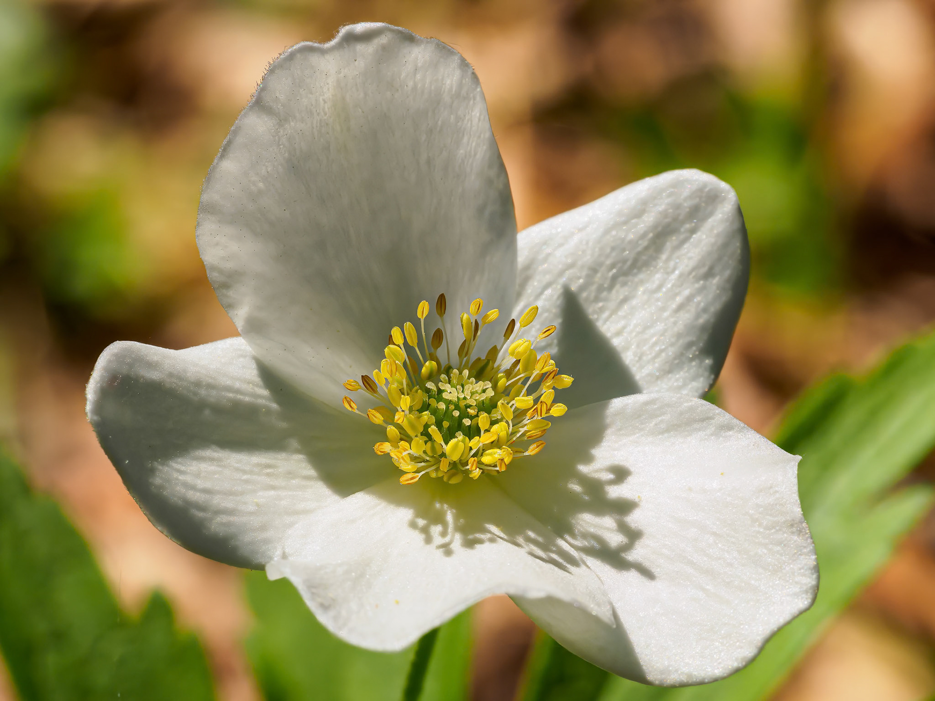 24604-001 Canada Windflower (Anemone canadensis)