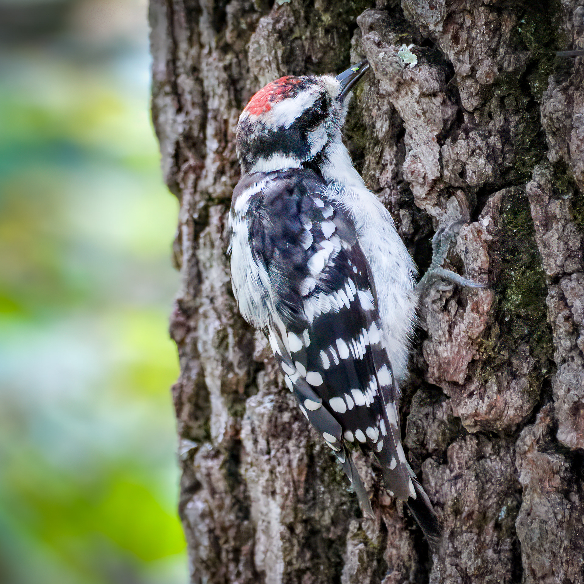 250801-396 Downy Woodpecker (Dryobates pubescens)