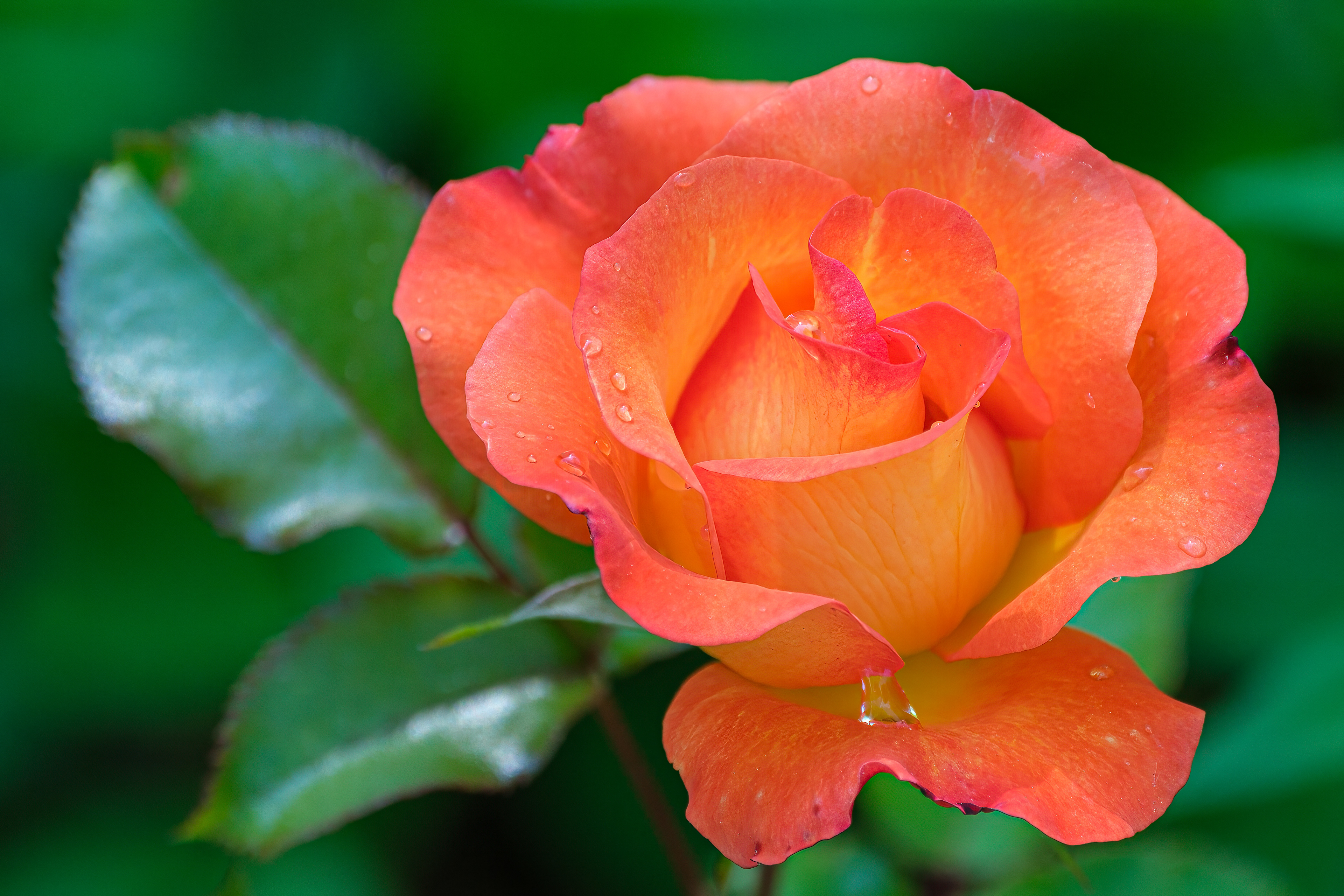 250602-632 Orange Rose