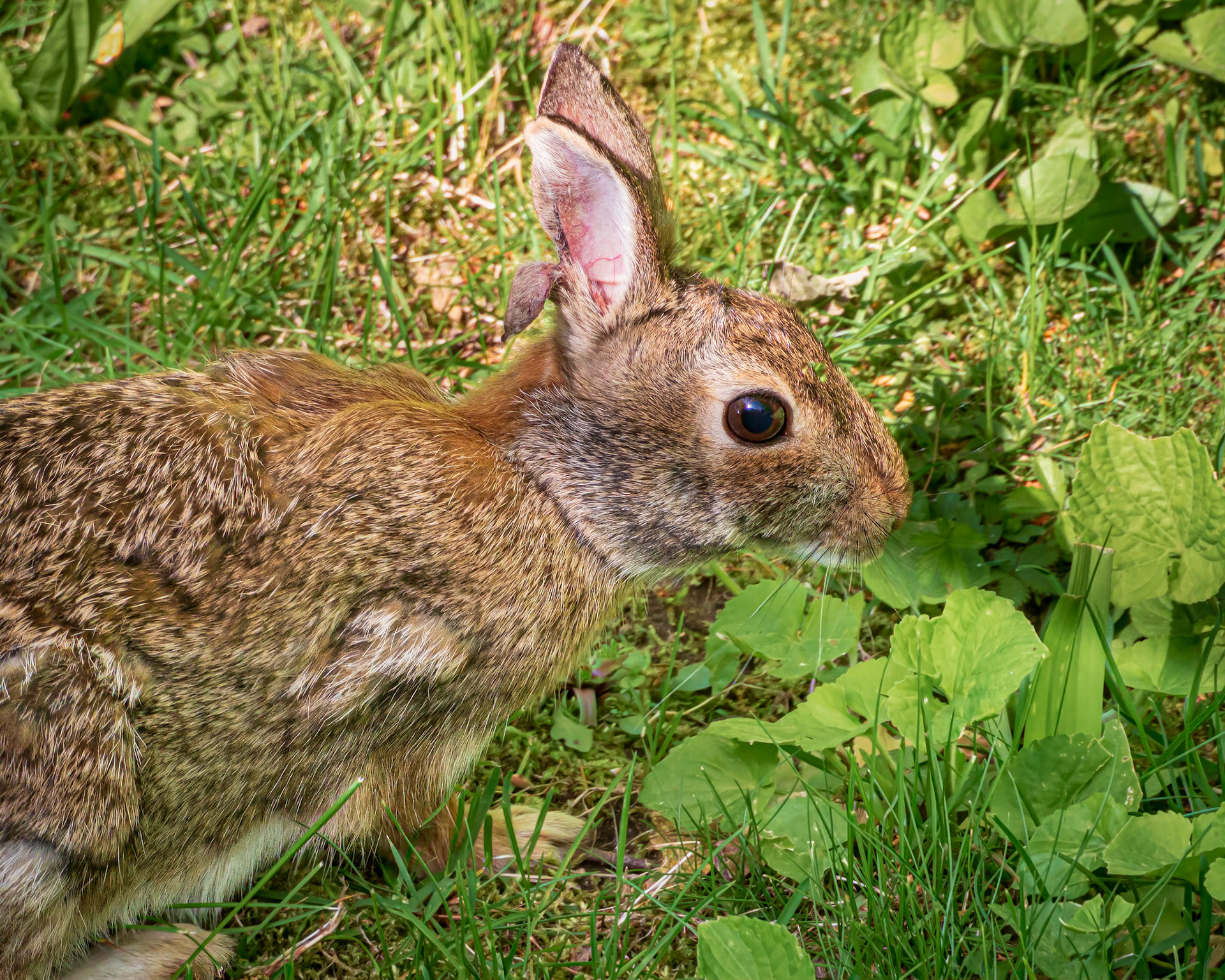 20522011 Backyard Bunny