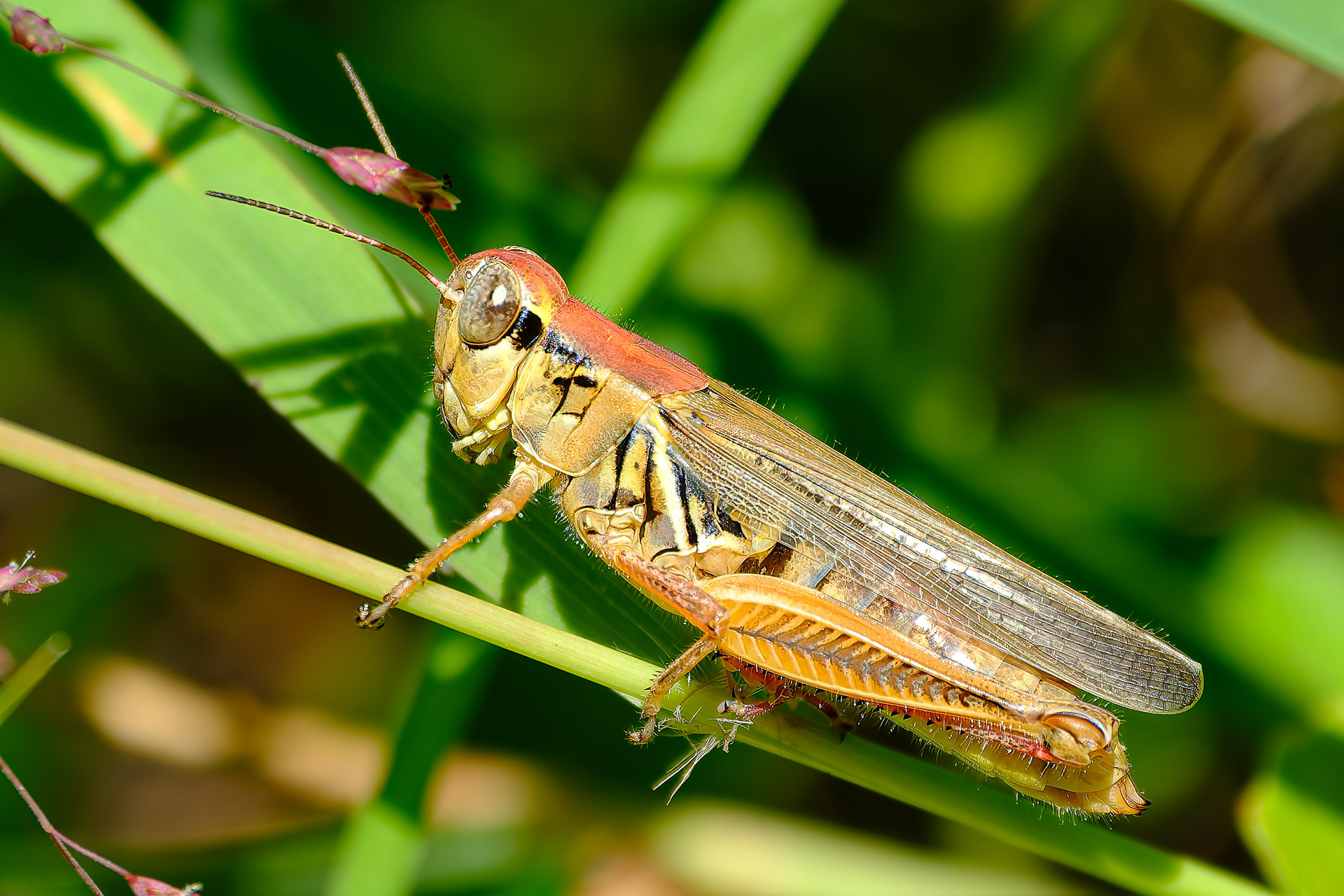 250826-679 Red-legged Grasshopper (Melanoplus femurrubrum)