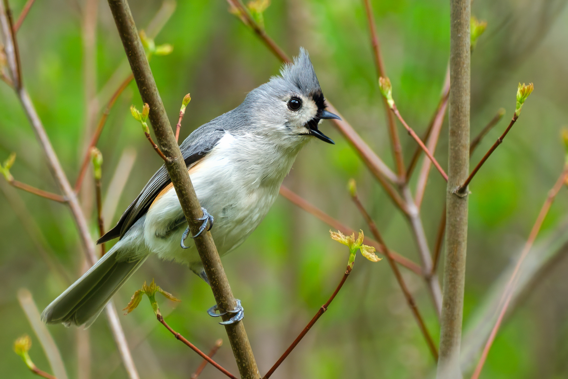 250504-126 Tufted Titmouse (Baeolophus bicolor)