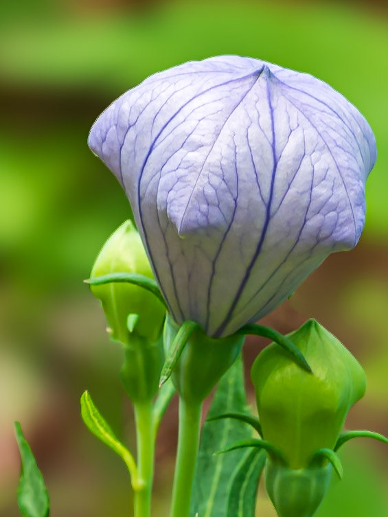 24701-021 Balloon Flower Ballooning