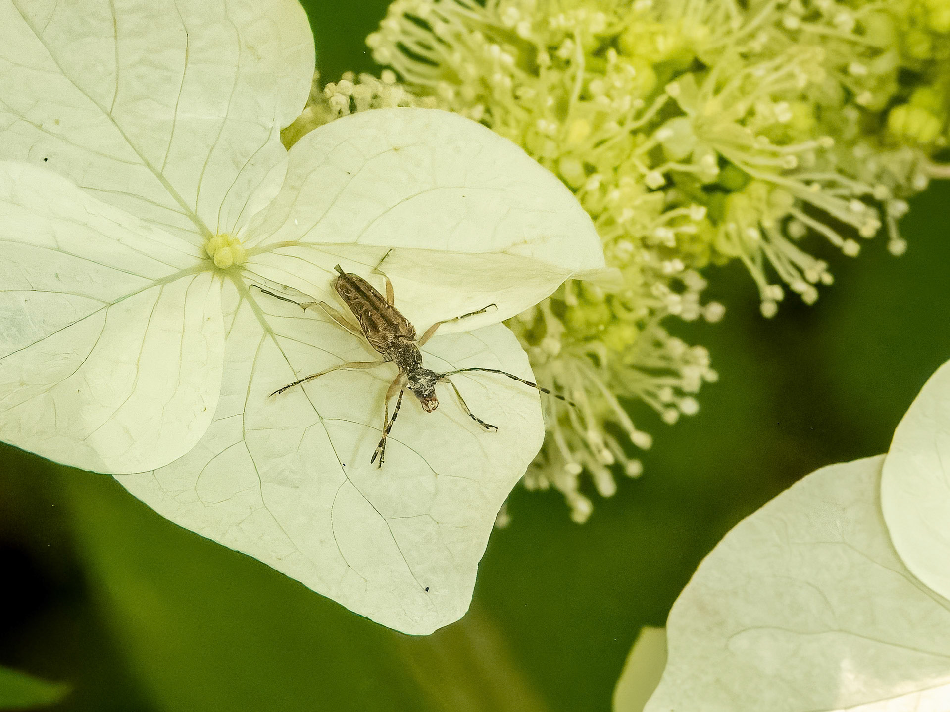 Another New Friend ©dag