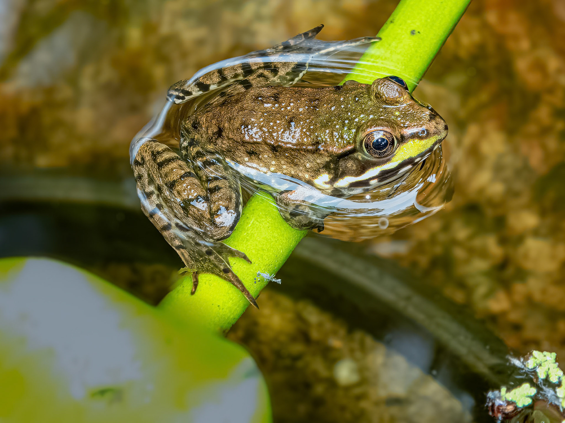 Kit Hanging Out on Water Hyacinth ©dag