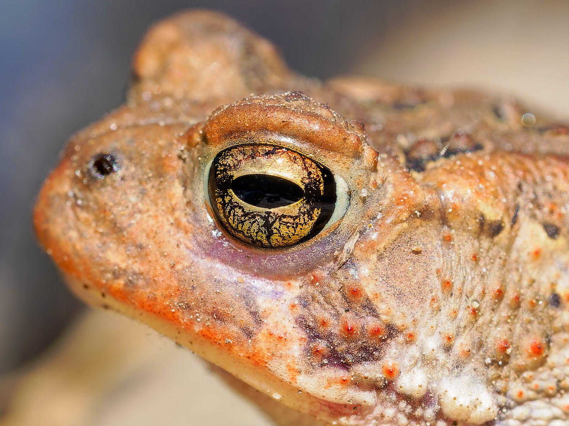 17512183 Had a Few Too Many