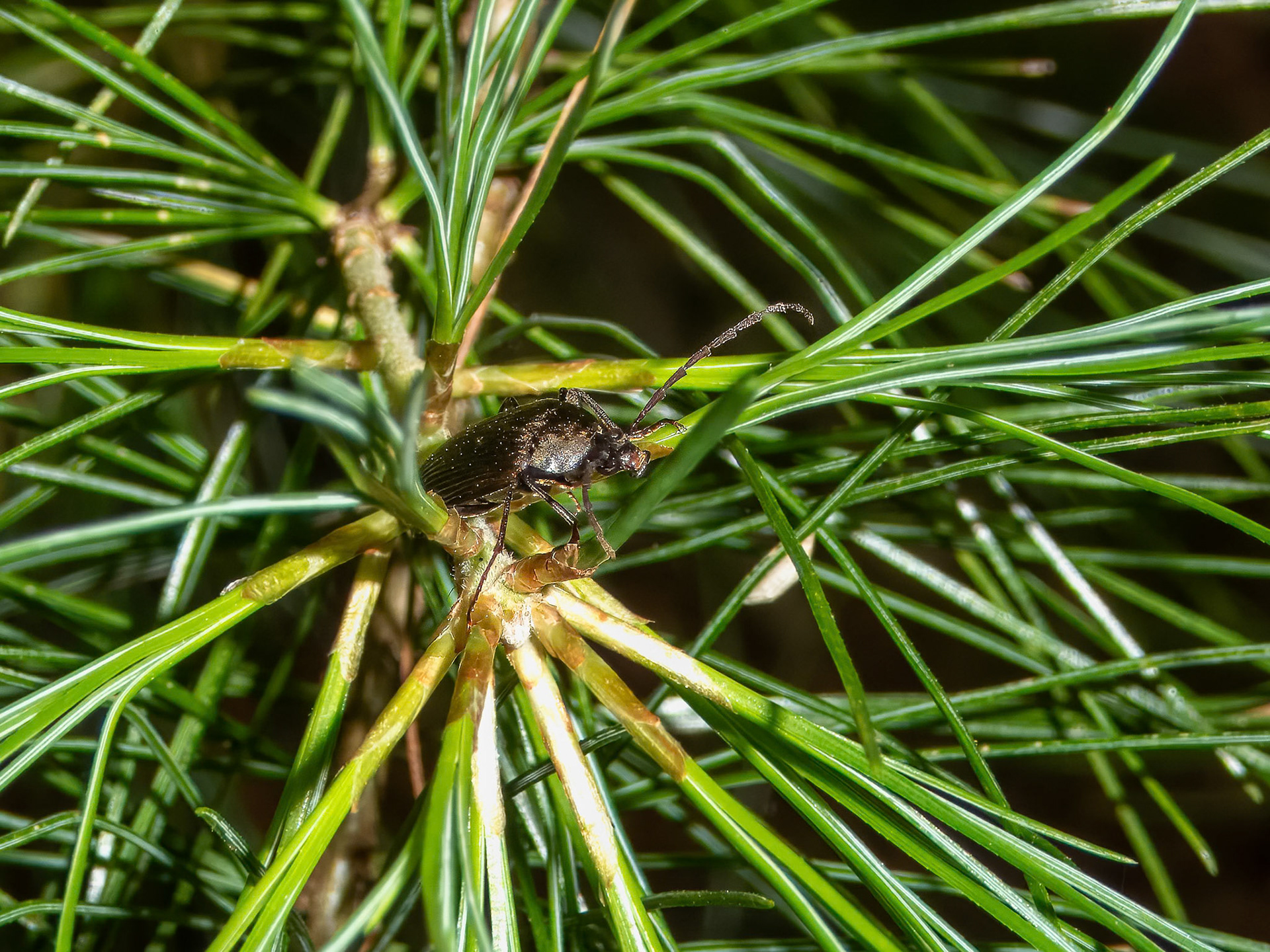 Lots to See if you Look Closely ©dag