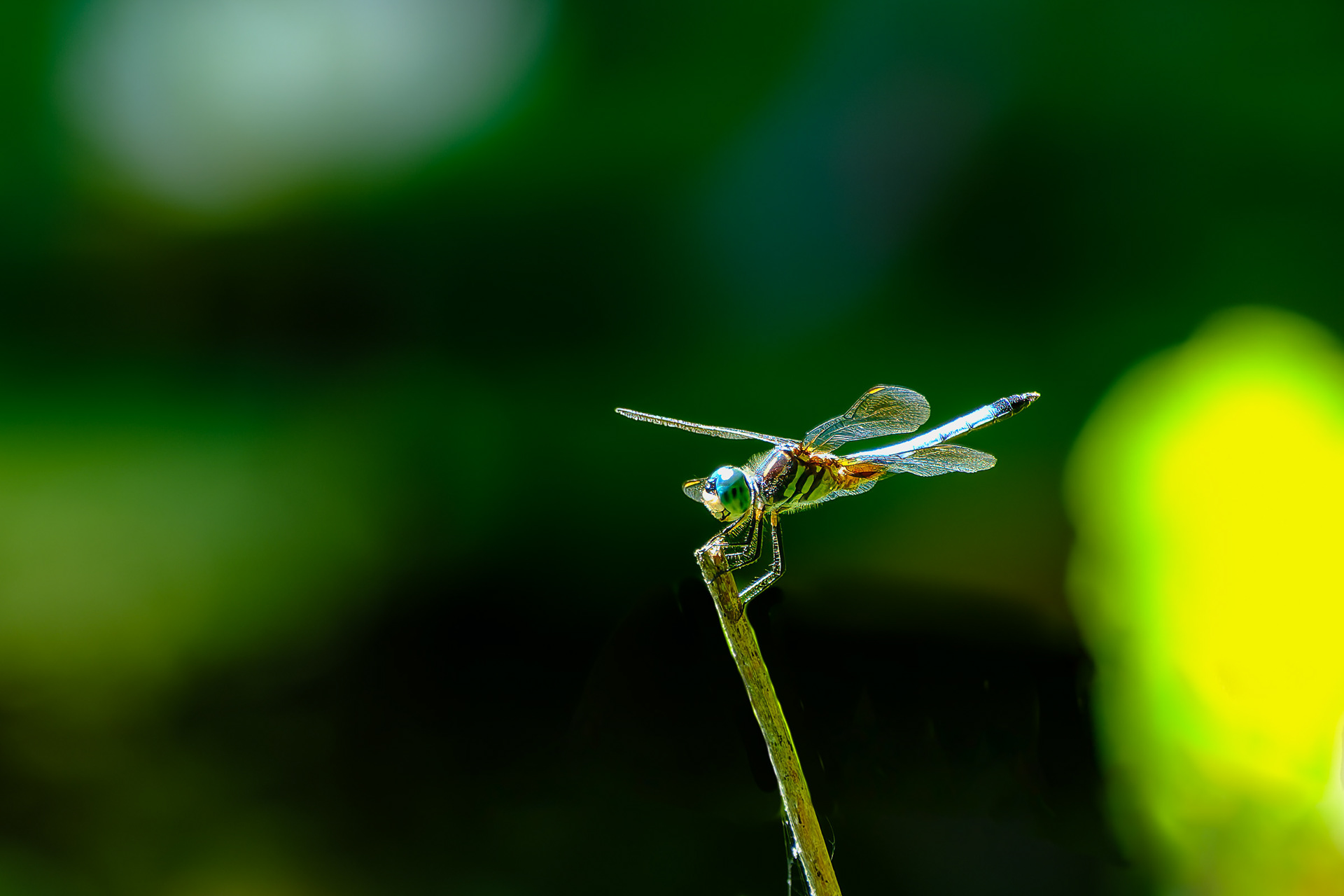 250826-675 Blue Dasher (Pachydiplax longipennis)