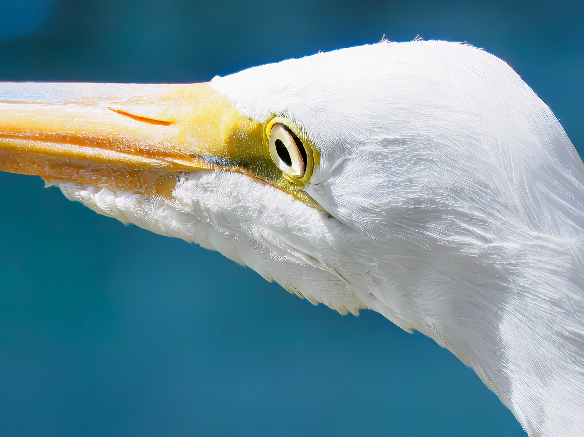 24313161 Egret
