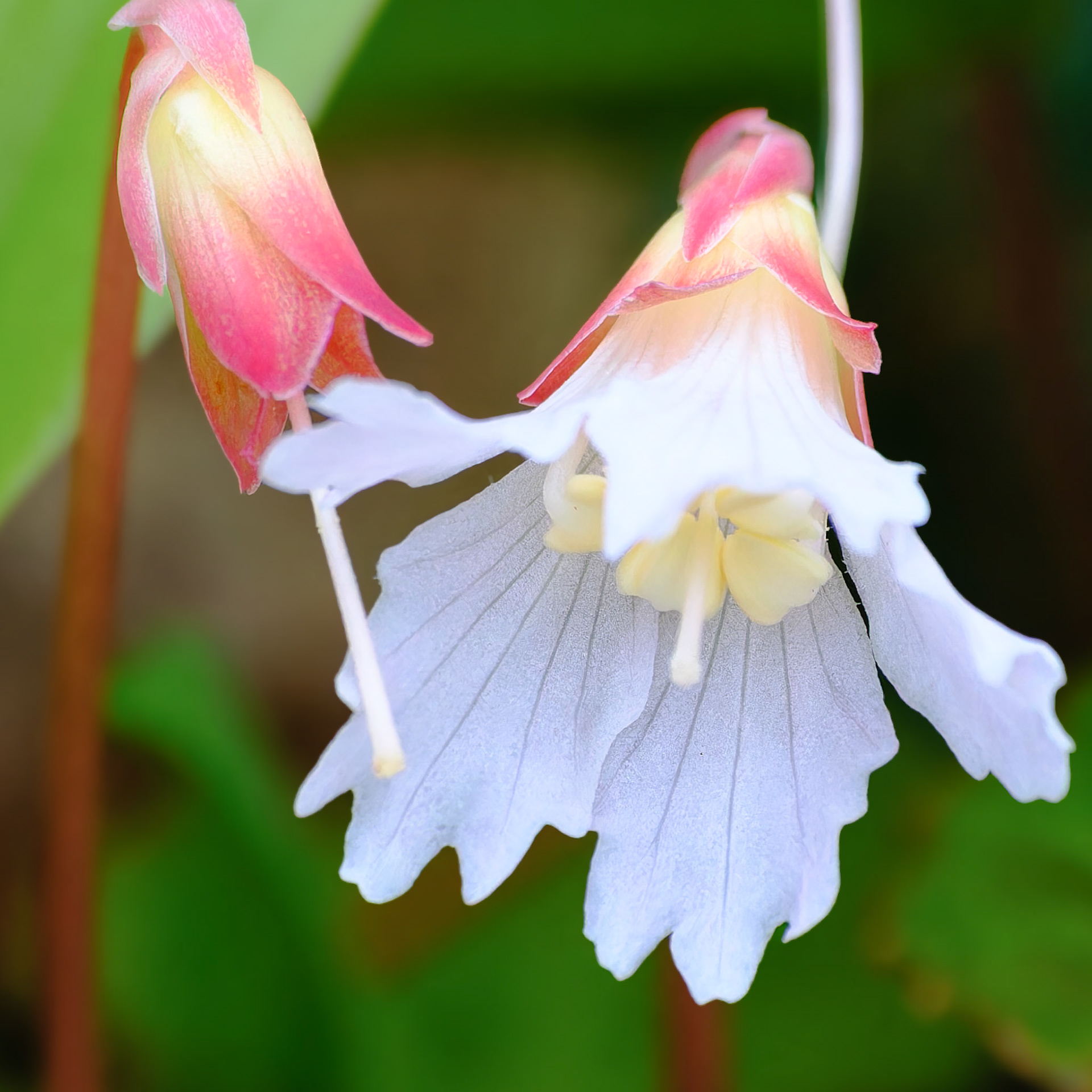 250427-753 Oconee Bells (Shortia galacifolia)