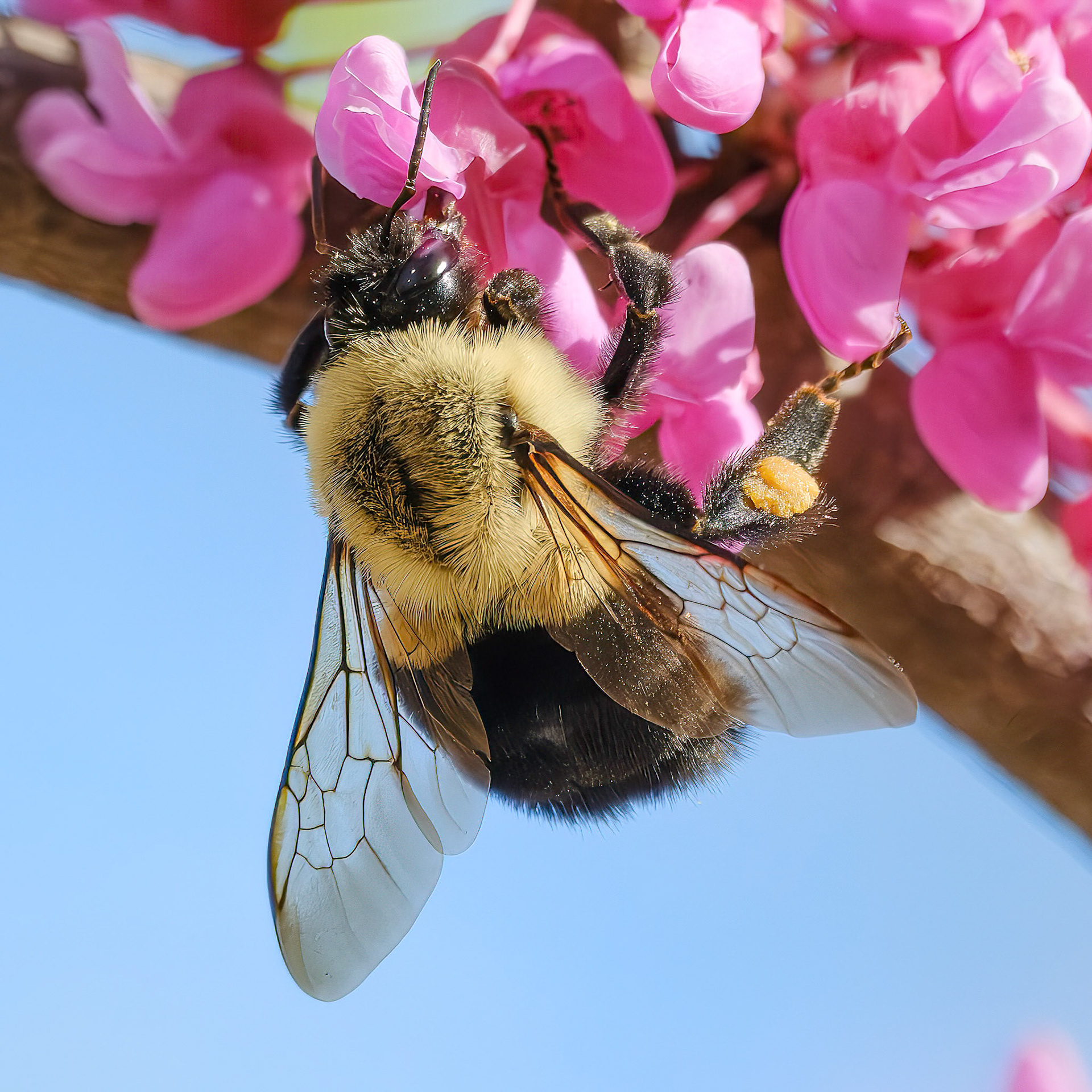 250430-022 Common Eastern Bumble Bee (Bombus impatiens)