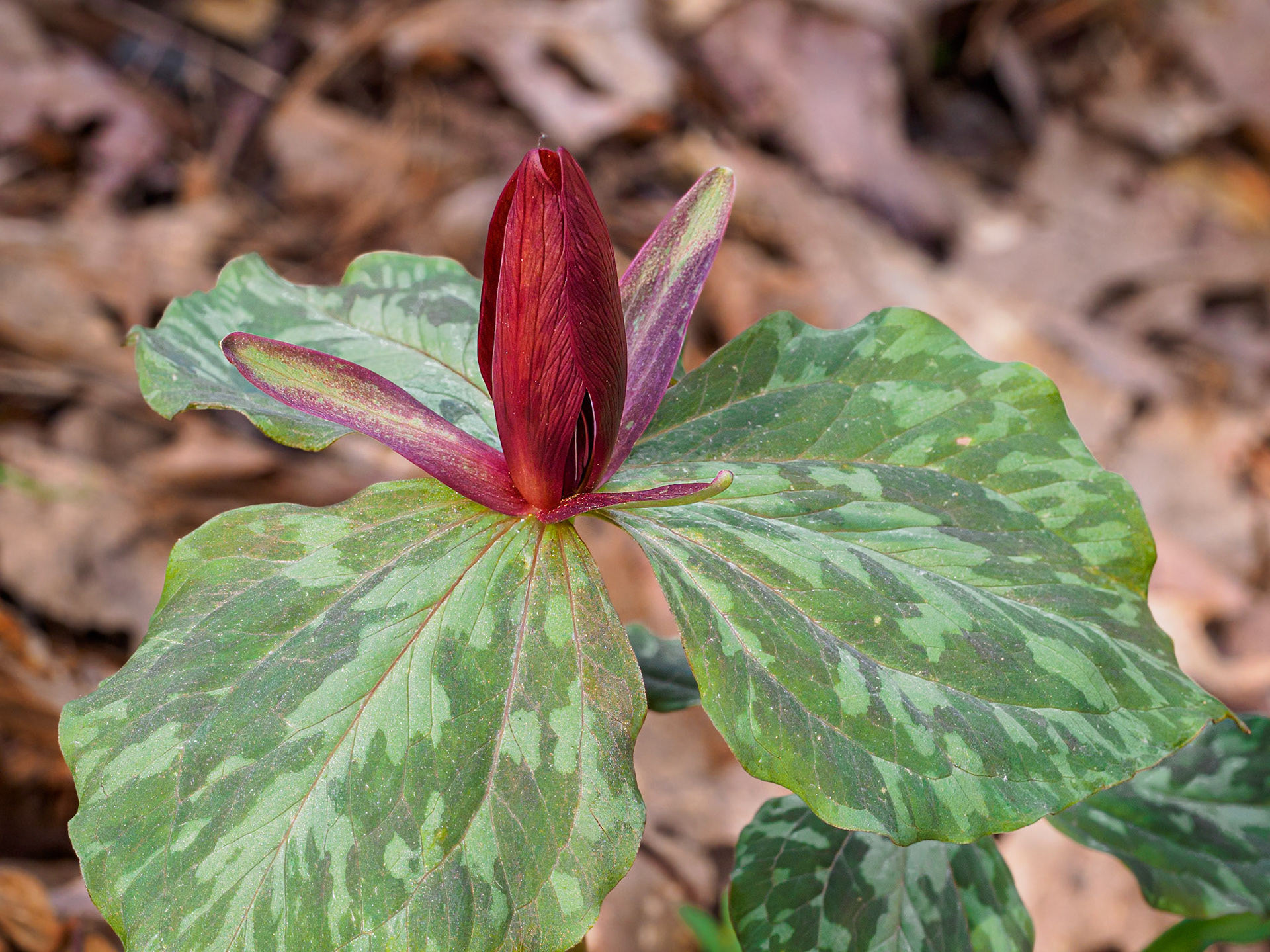 24417-029 Whoopoorwill, Trillium