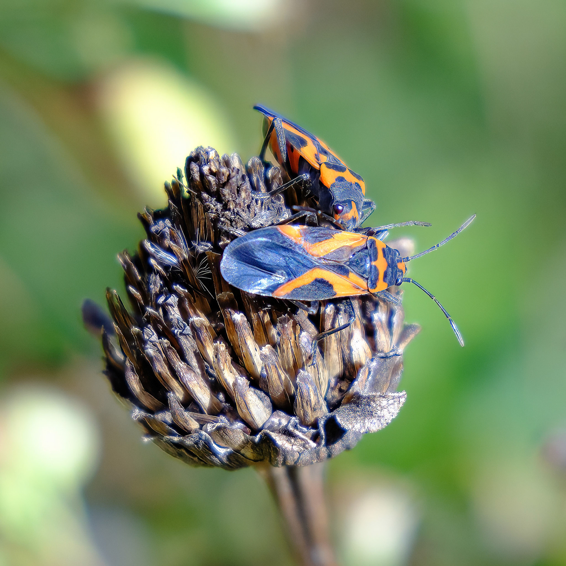 241020-168 False Milkweed Bug (Lygaeus turcicus)