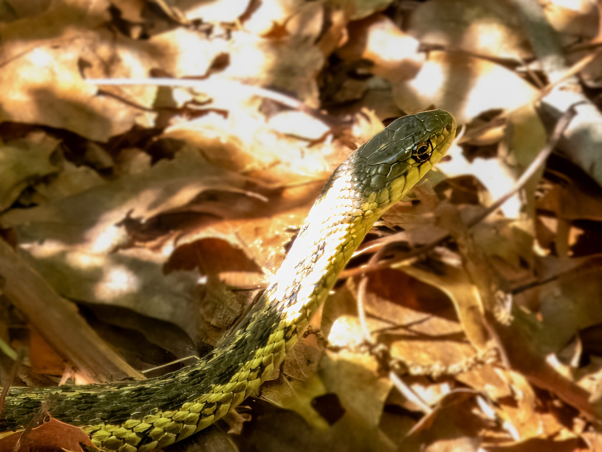 Frequent Visitor ©dag